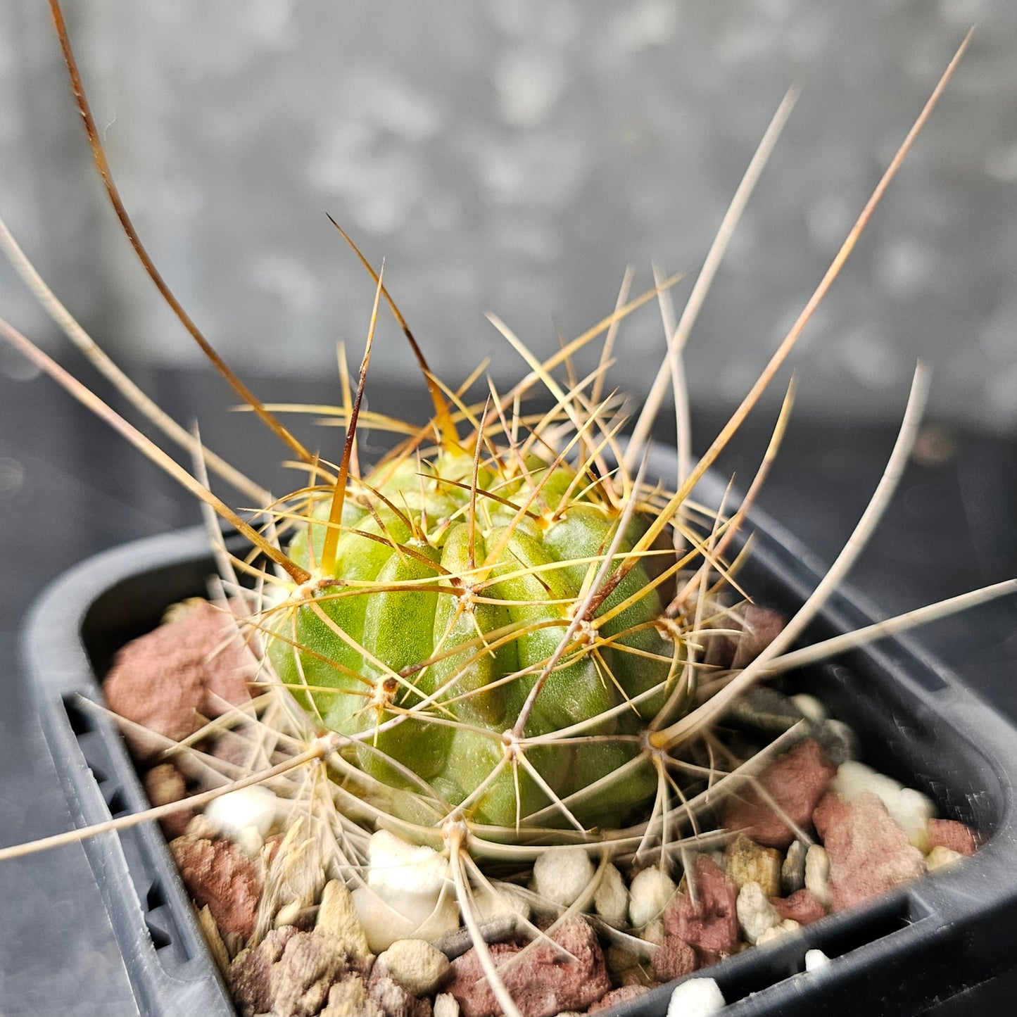 Cactus bundle - 4 plants (Lobivia Spine Candy)