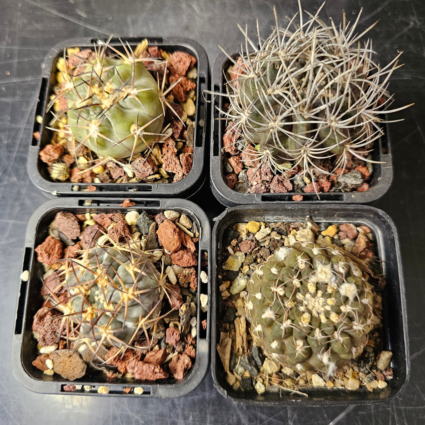 Cactus bundle - 4 plants (Spine & Form mix)
