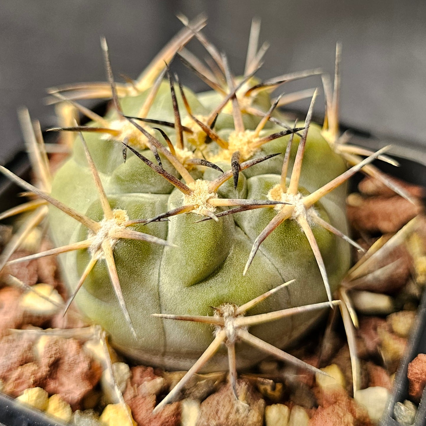 Cactus bundle - 4 plants (Spine & Form mix)