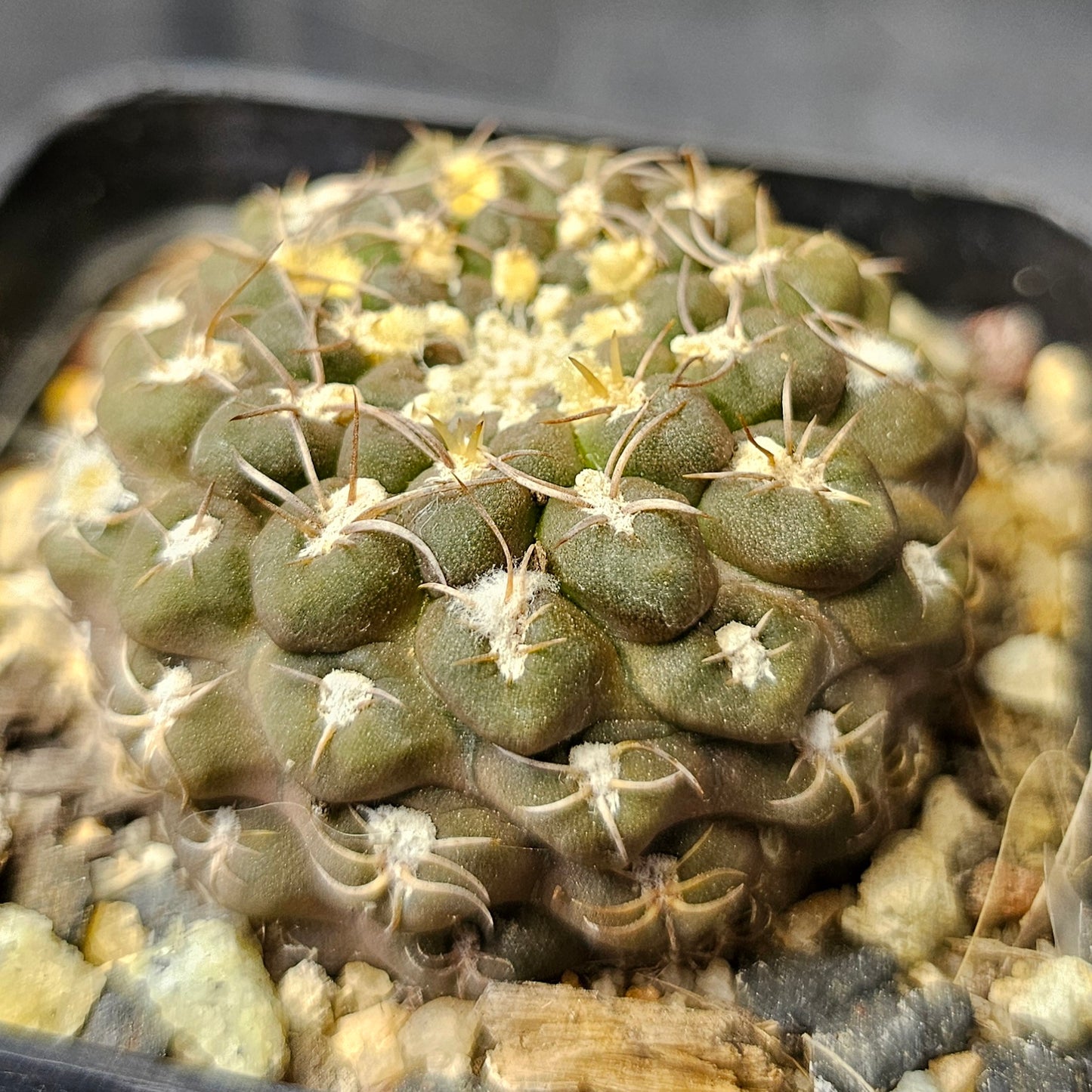 Cactus bundle - 4 plants (Spine & Form mix)