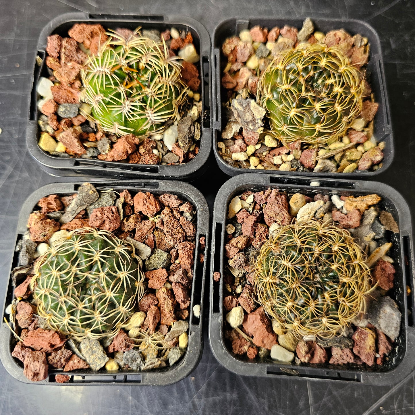 Cactus bundle - 4 plants (compact Lobivia forms)