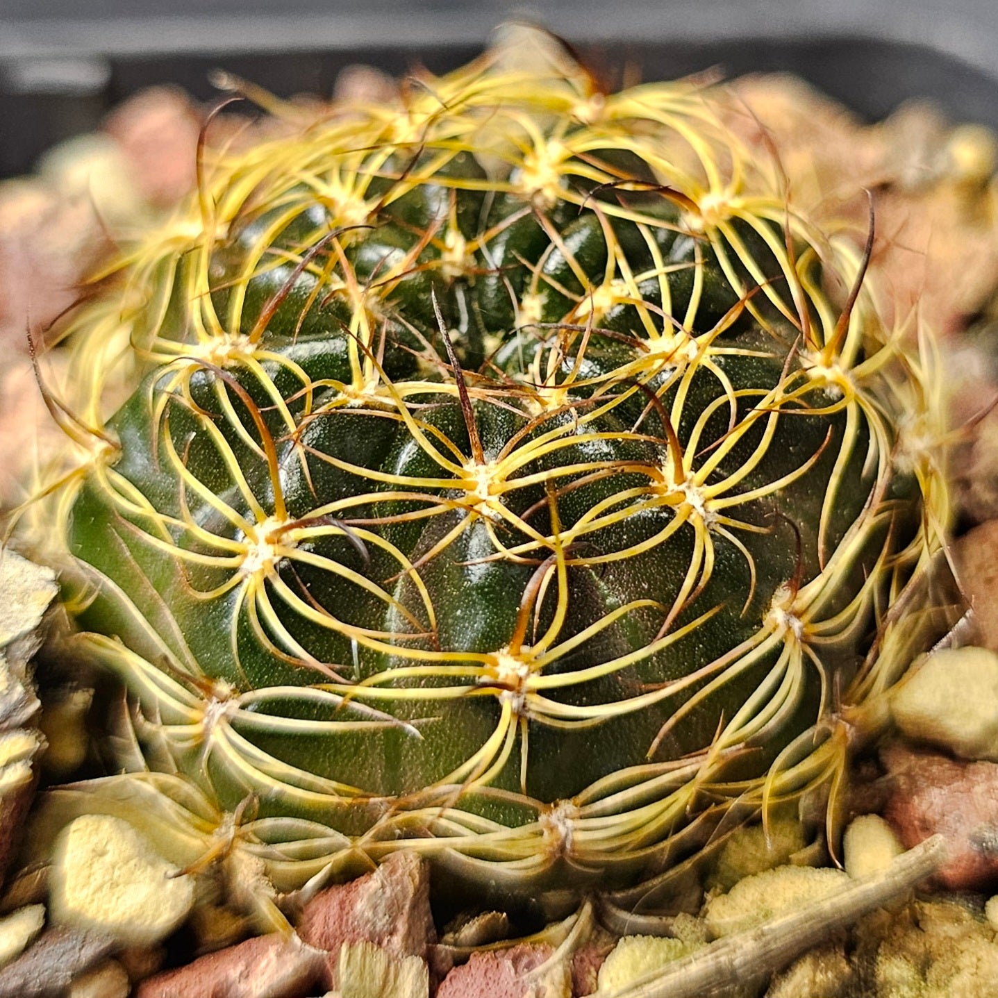 Cactus bundle - 4 plants (compact Lobivia forms)