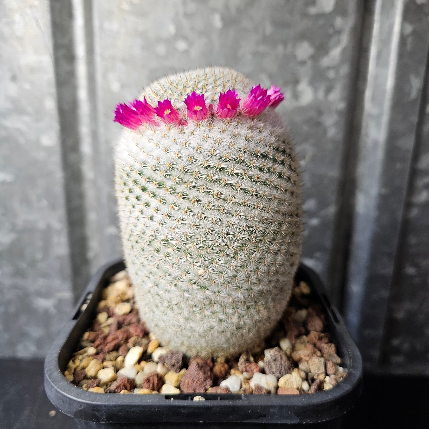 Mammillaria supertexta