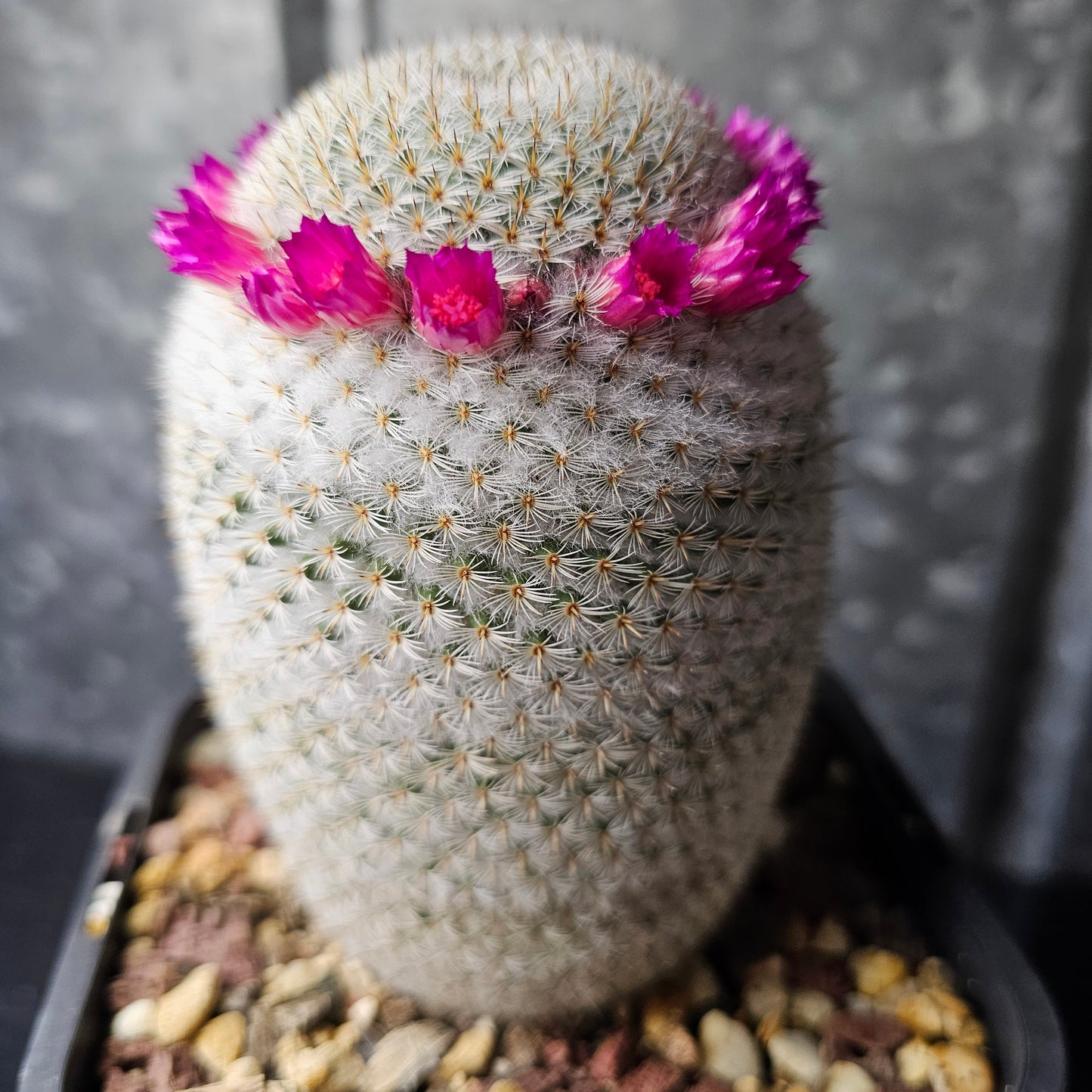 Mammillaria supertexta
