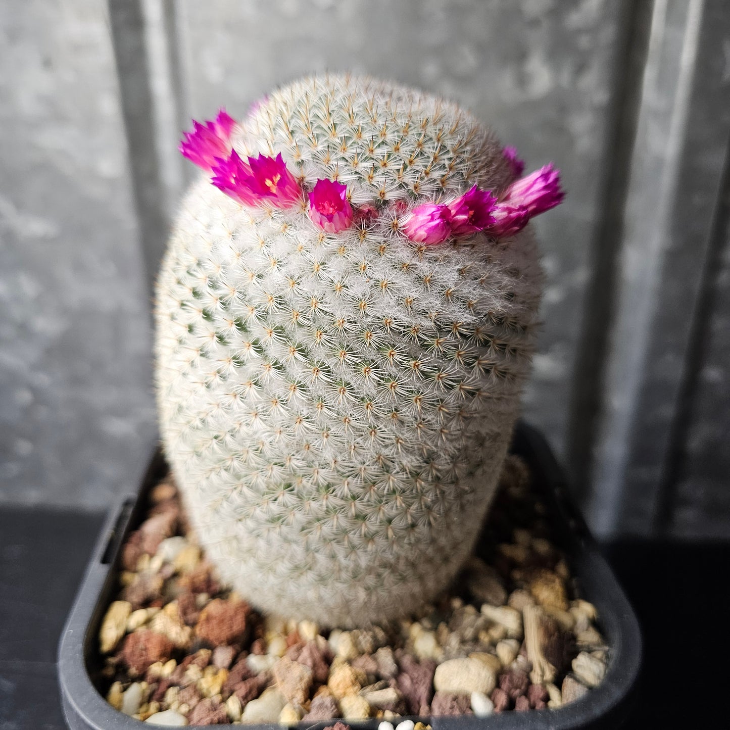 Mammillaria supertexta