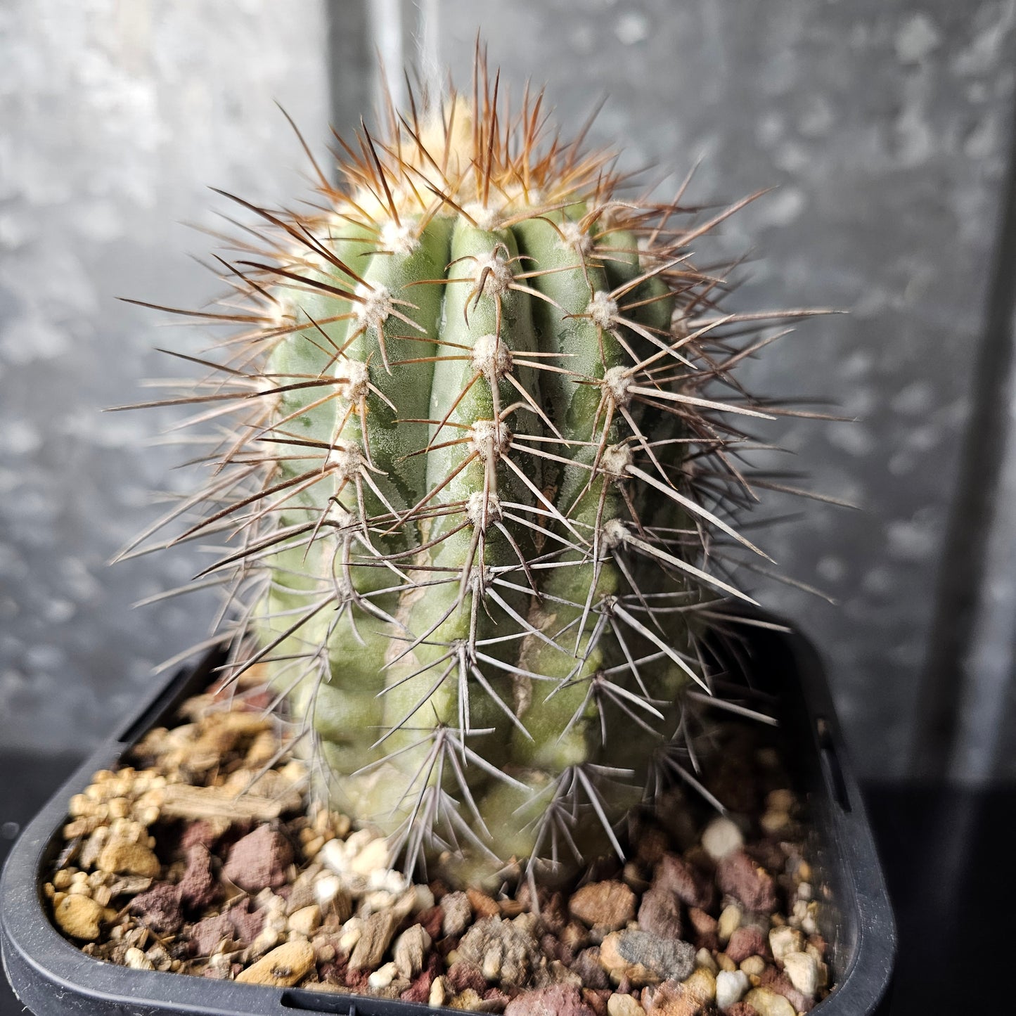 Copiapoa lembekei