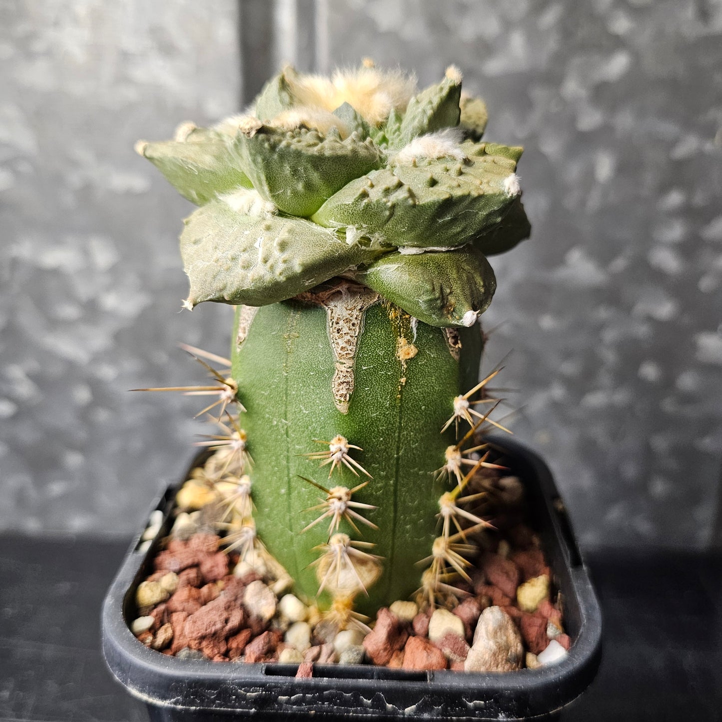 Ariocarpus cv. Cauliflower F1 (Thailand)