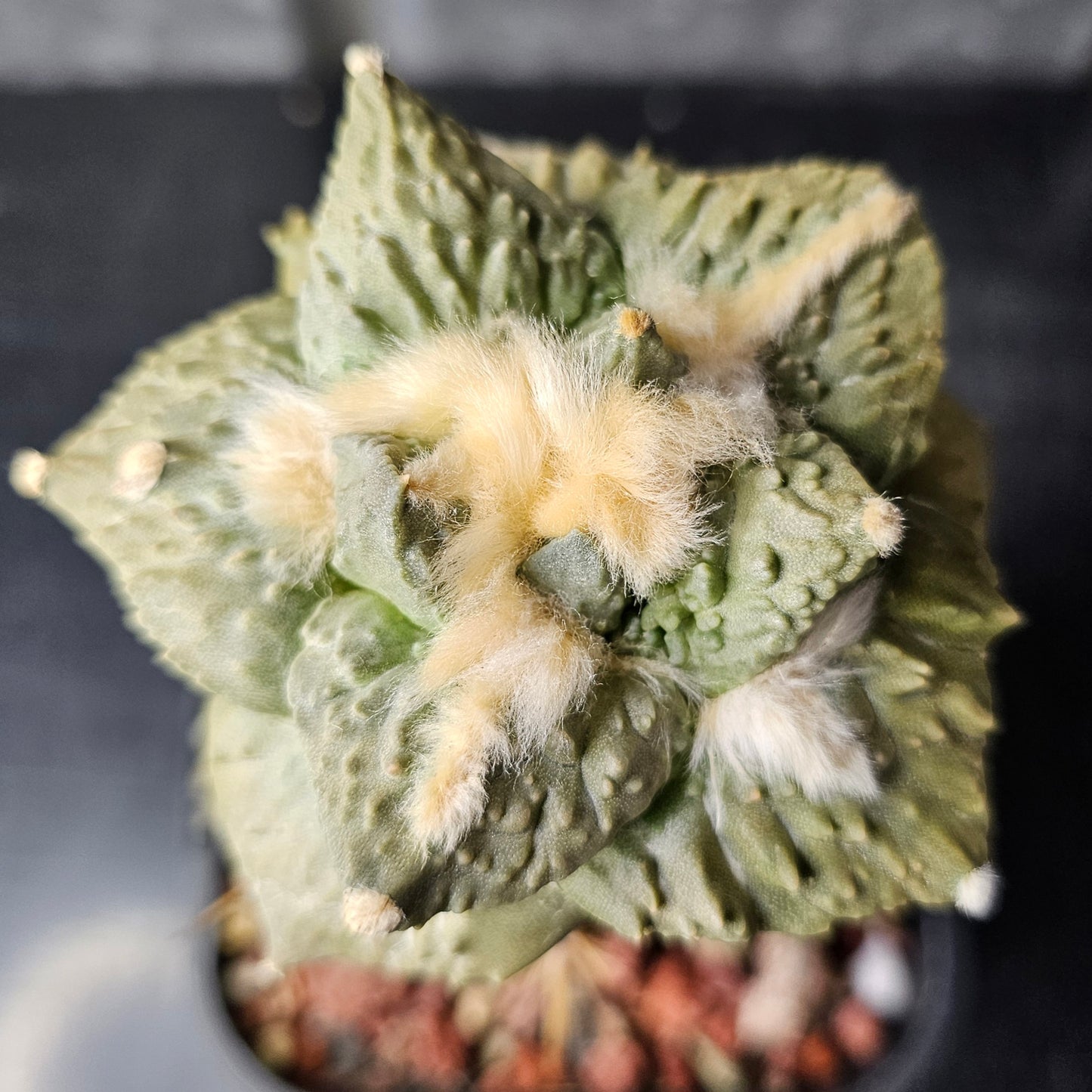 Ariocarpus cv. Cauliflower F1 (Thailand)