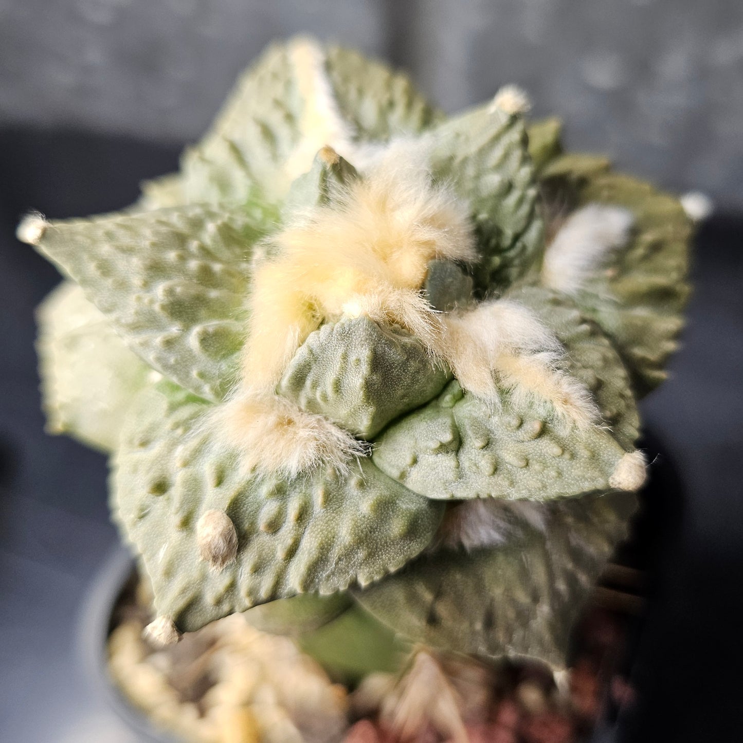 Ariocarpus cv. Cauliflower F1 (Thailand)