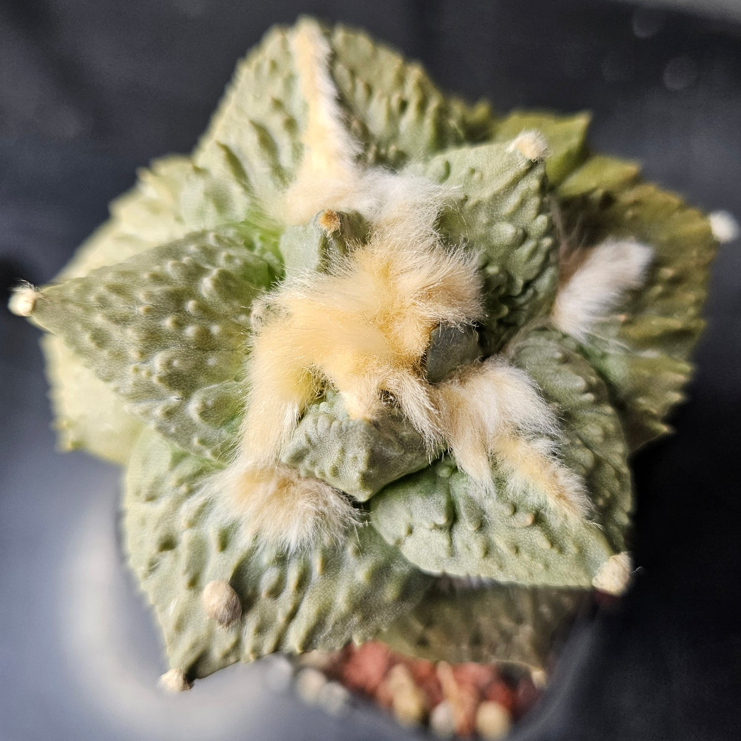 Ariocarpus cv. Cauliflower F1 (Thailand)