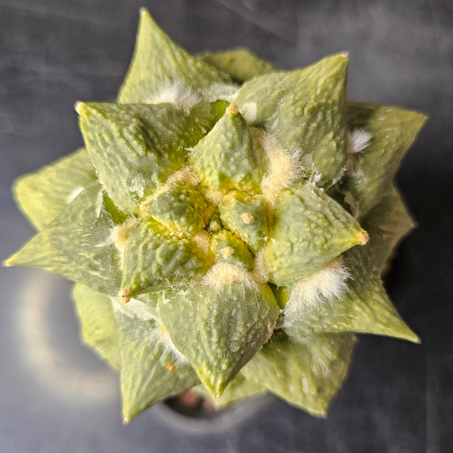 Ariocarpus Cauliflower x (lloydii x Godzilla)
