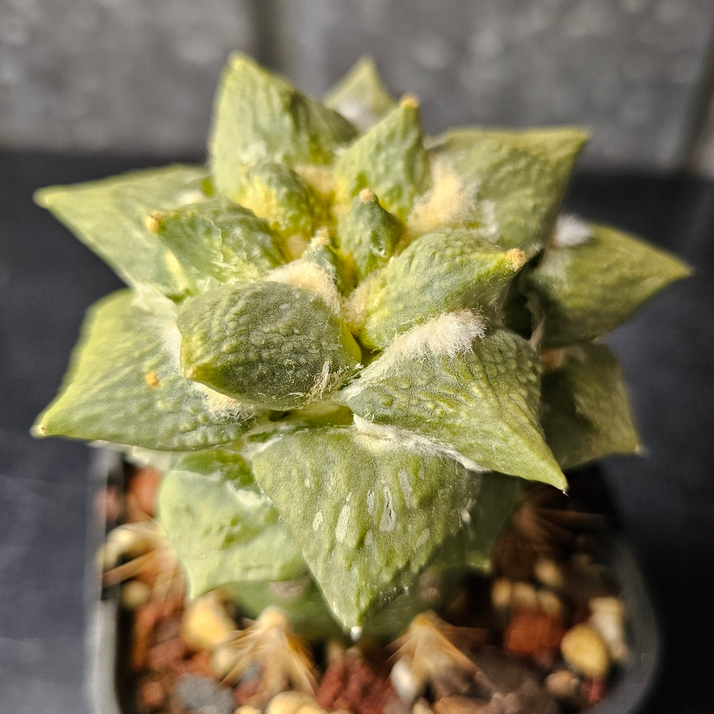 Ariocarpus Cauliflower x (lloydii x Godzilla)