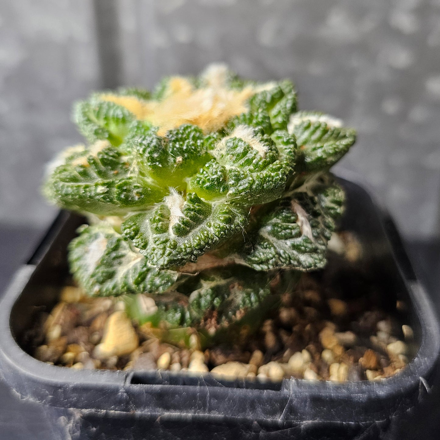 Ariocarpus cv. Godzilla hybrid