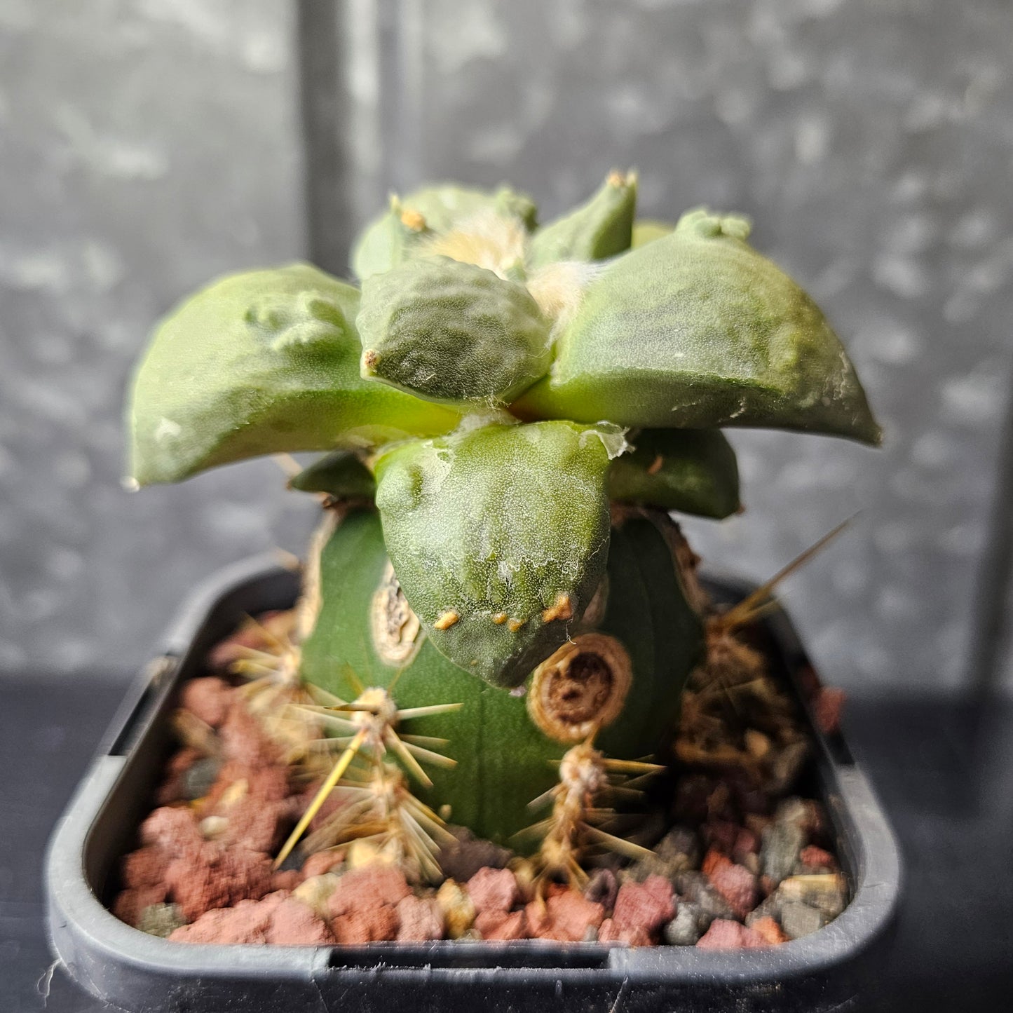 Ariocarpus complex hybrid