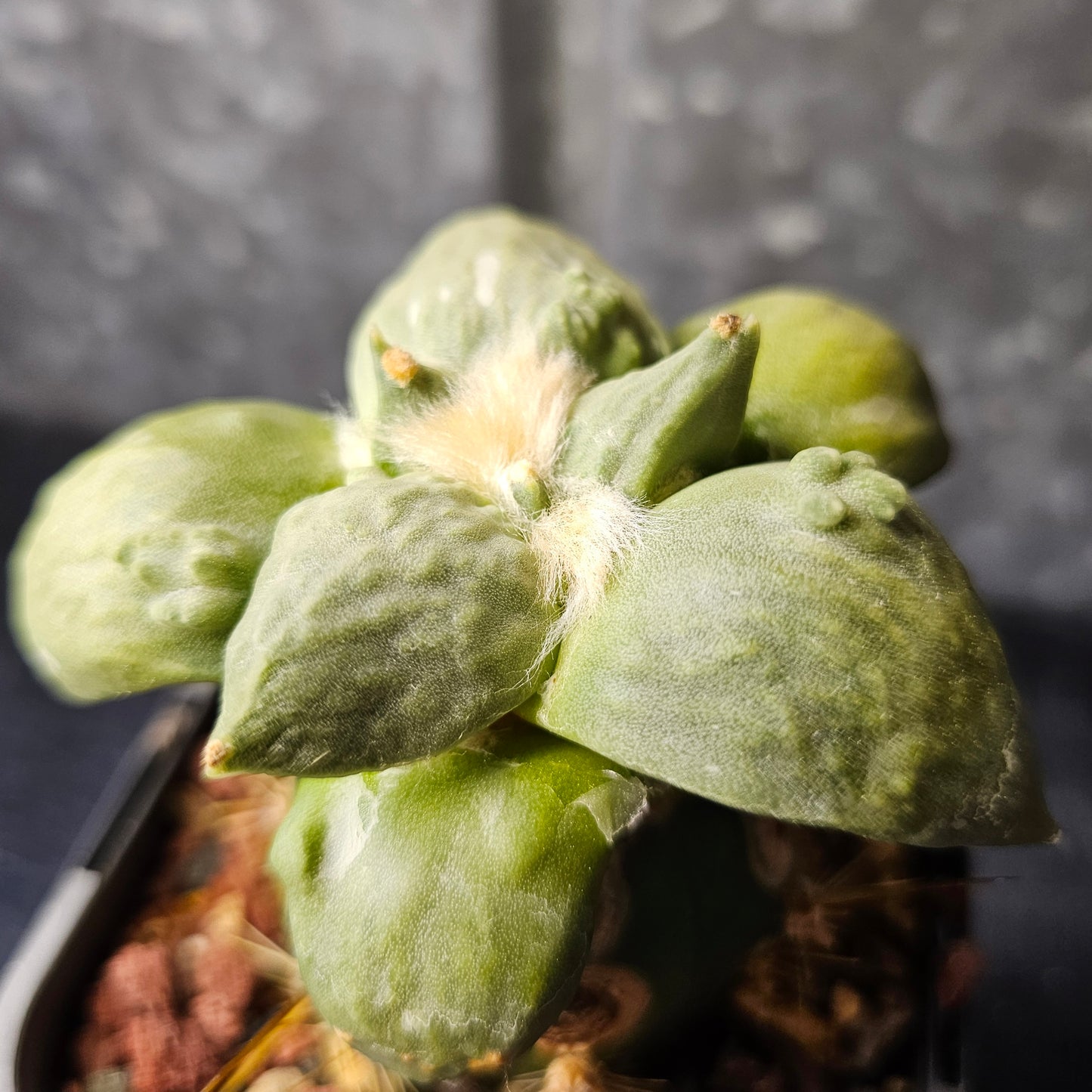 Ariocarpus complex hybrid