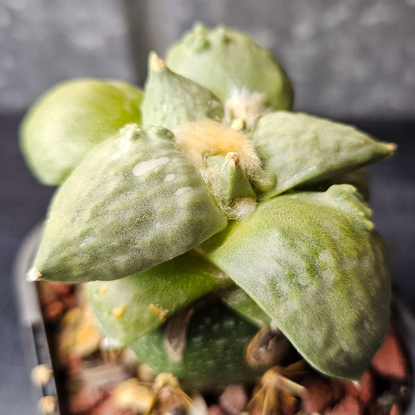 Ariocarpus complex hybrid