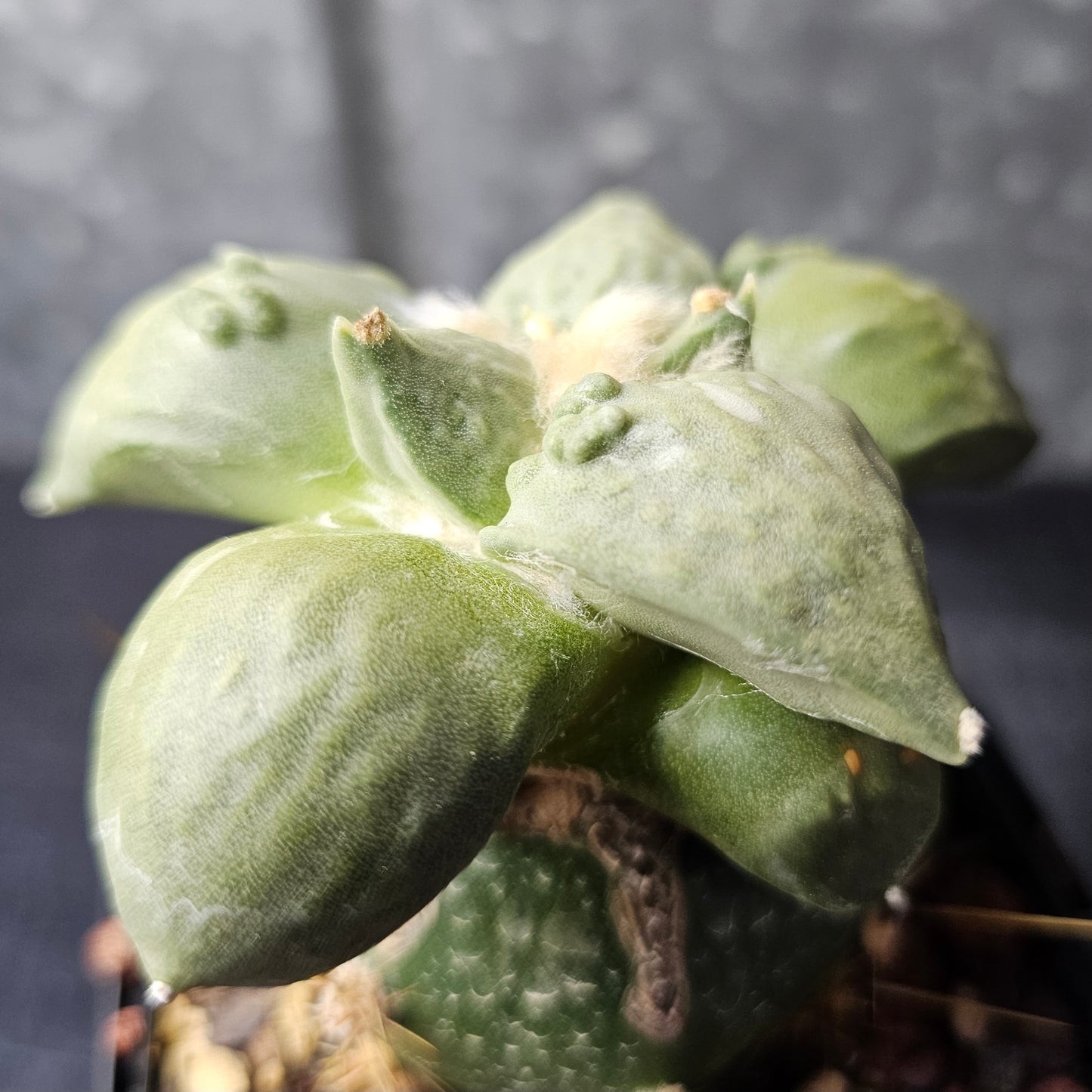 Ariocarpus complex hybrid