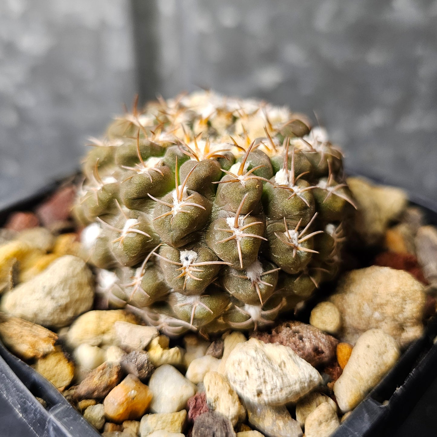 Chileorebutia carneoflora