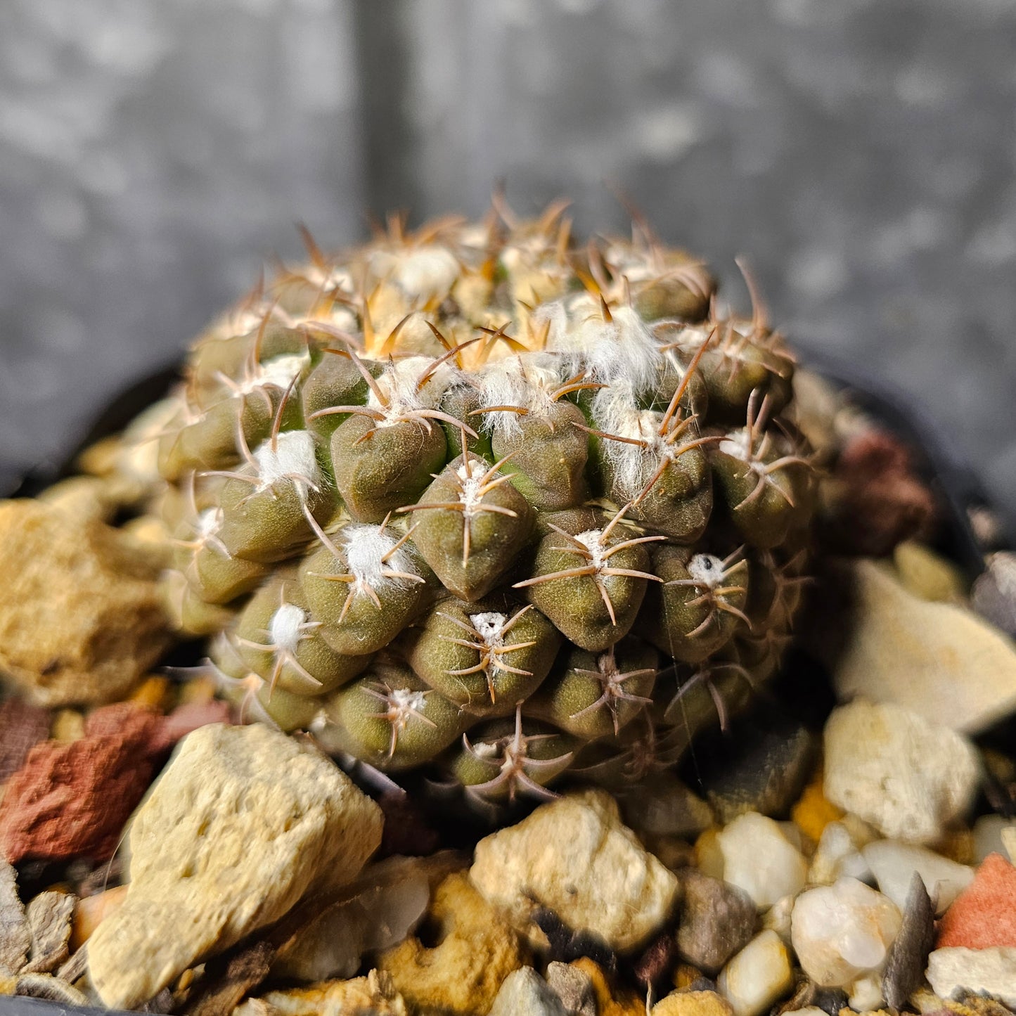Chileorebutia carneoflora