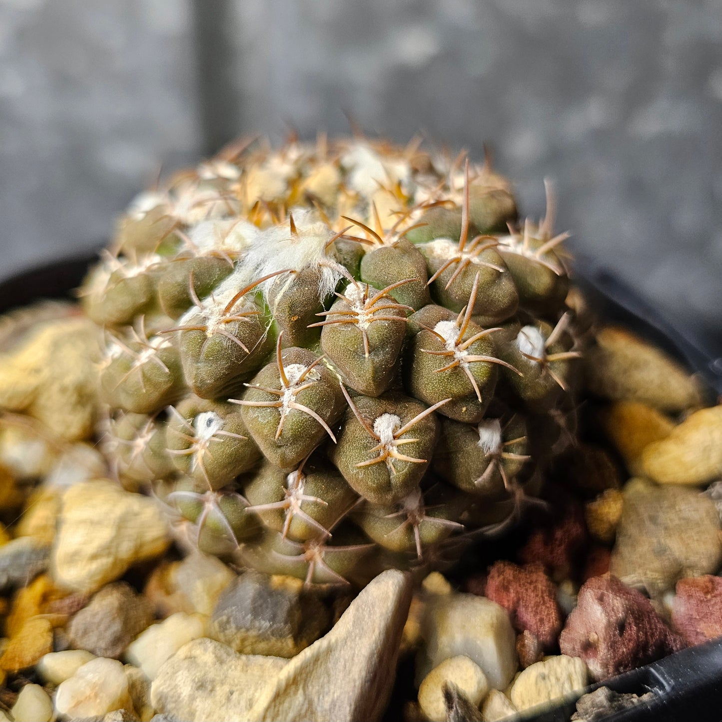 Chileorebutia carneoflora