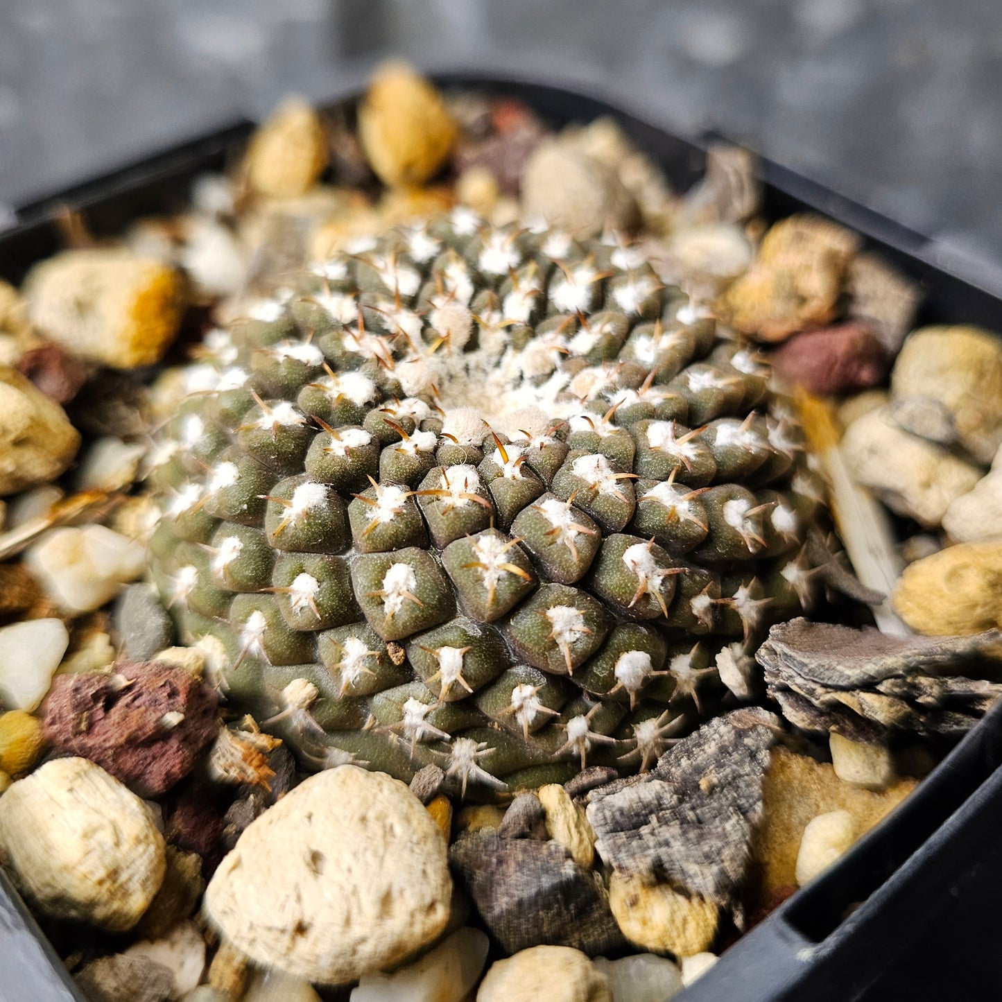 Chileorebutia malleolata FR517