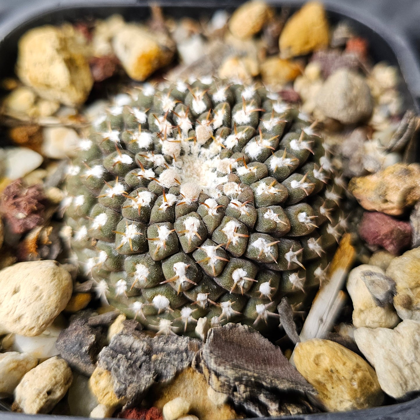 Chileorebutia malleolata FR517