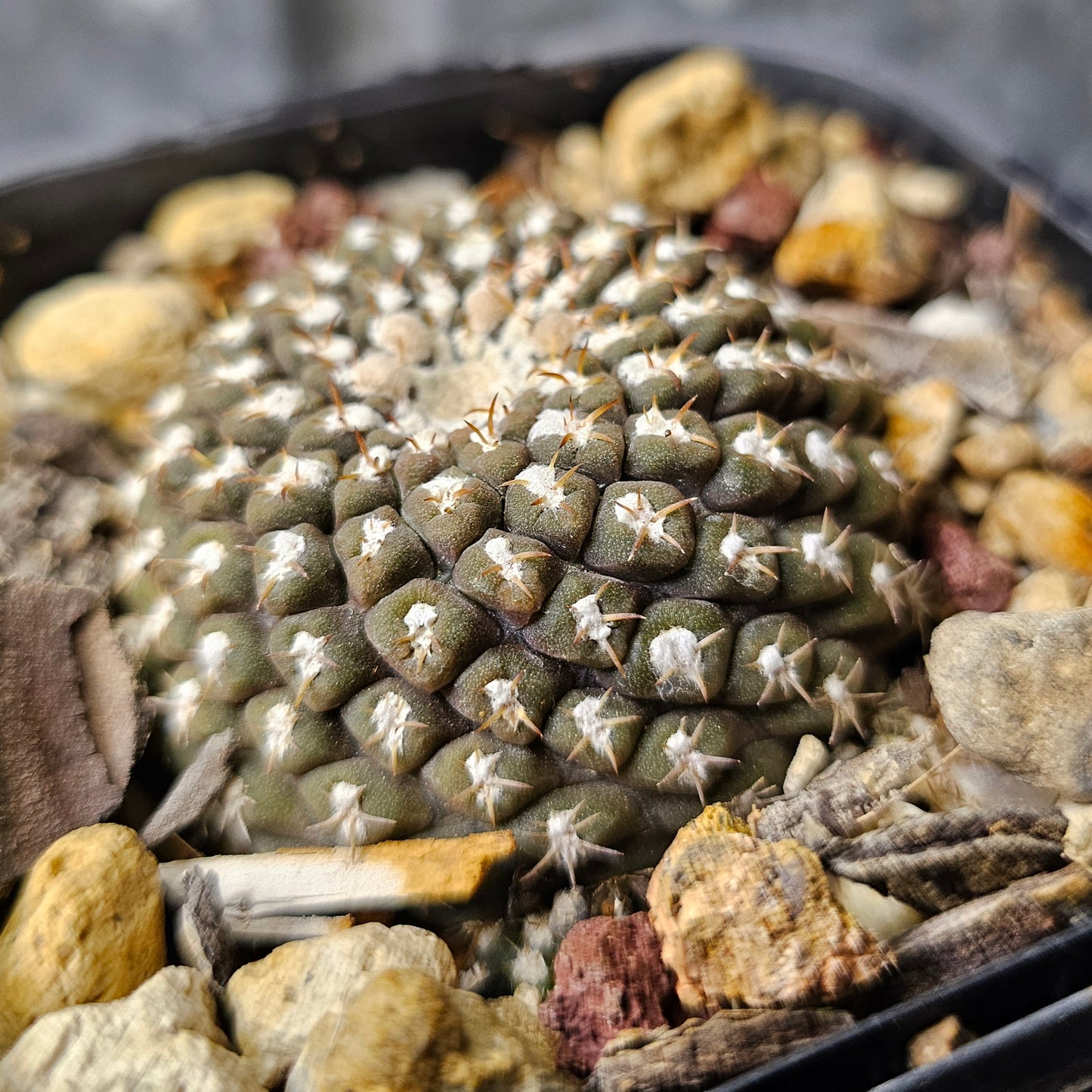 Chileorebutia malleolata FR517