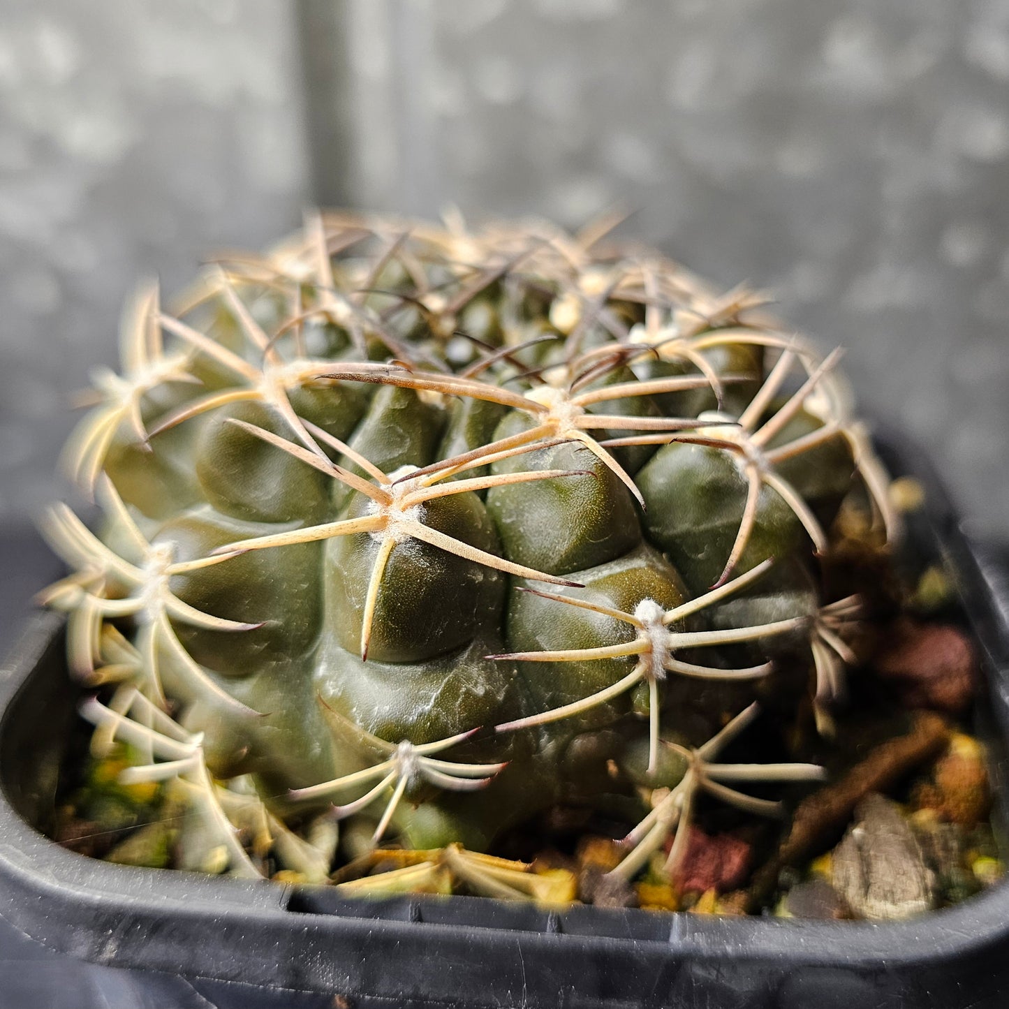 Gymnocalycium marsoneri