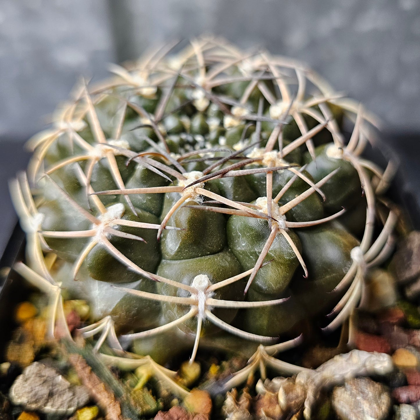 Gymnocalycium marsoneri