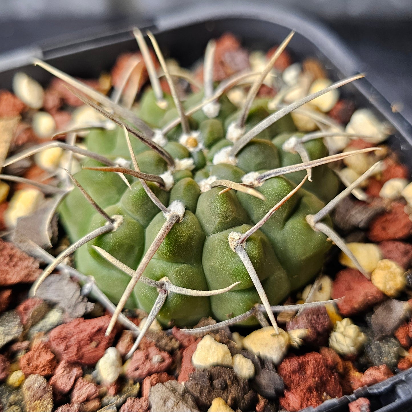 Gymnocalycium vatteri