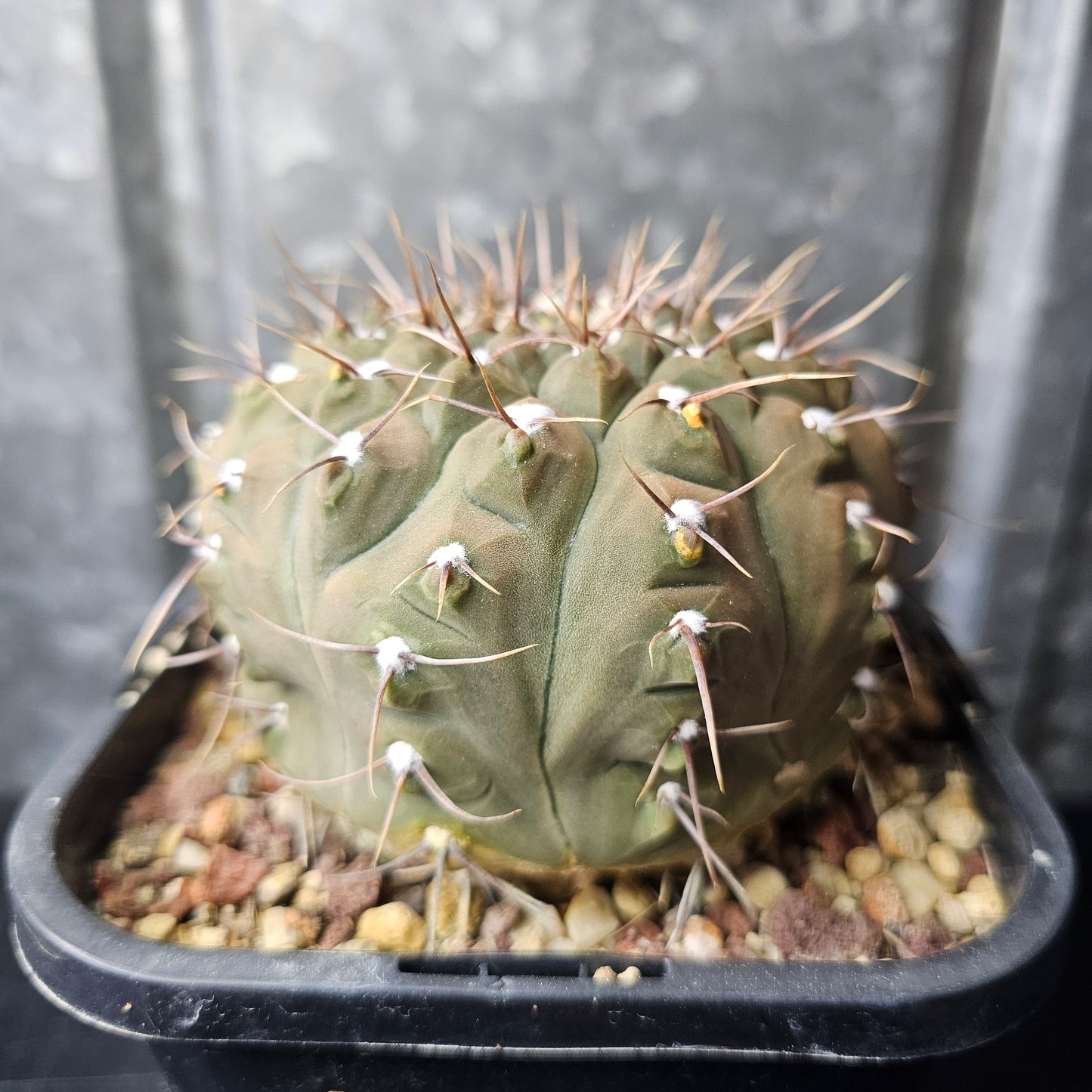 Gymnocalycium riojense