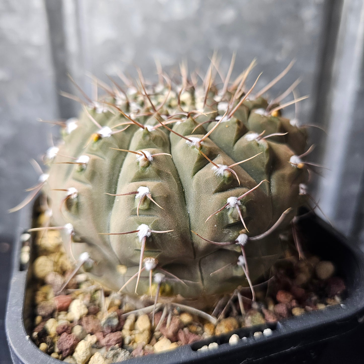 Gymnocalycium riojense