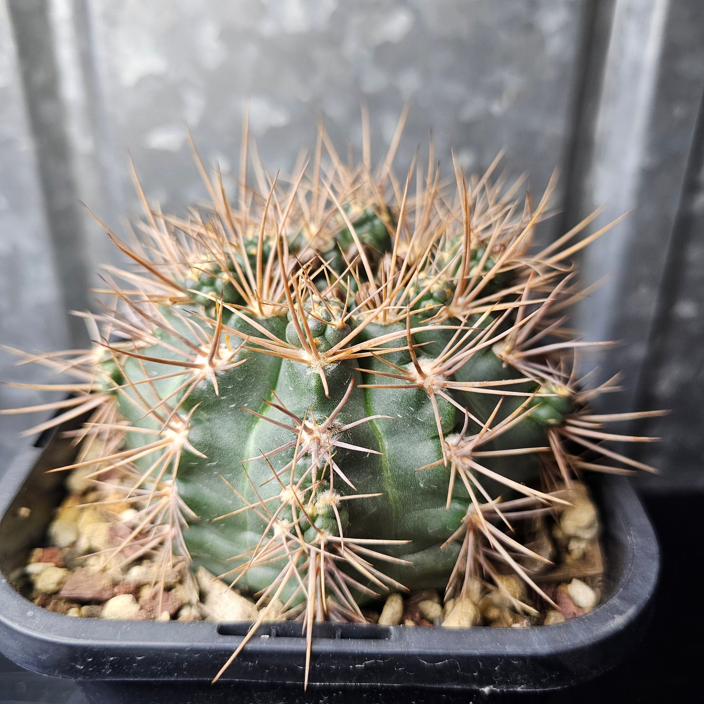 Gymnocalycium kroenleinii