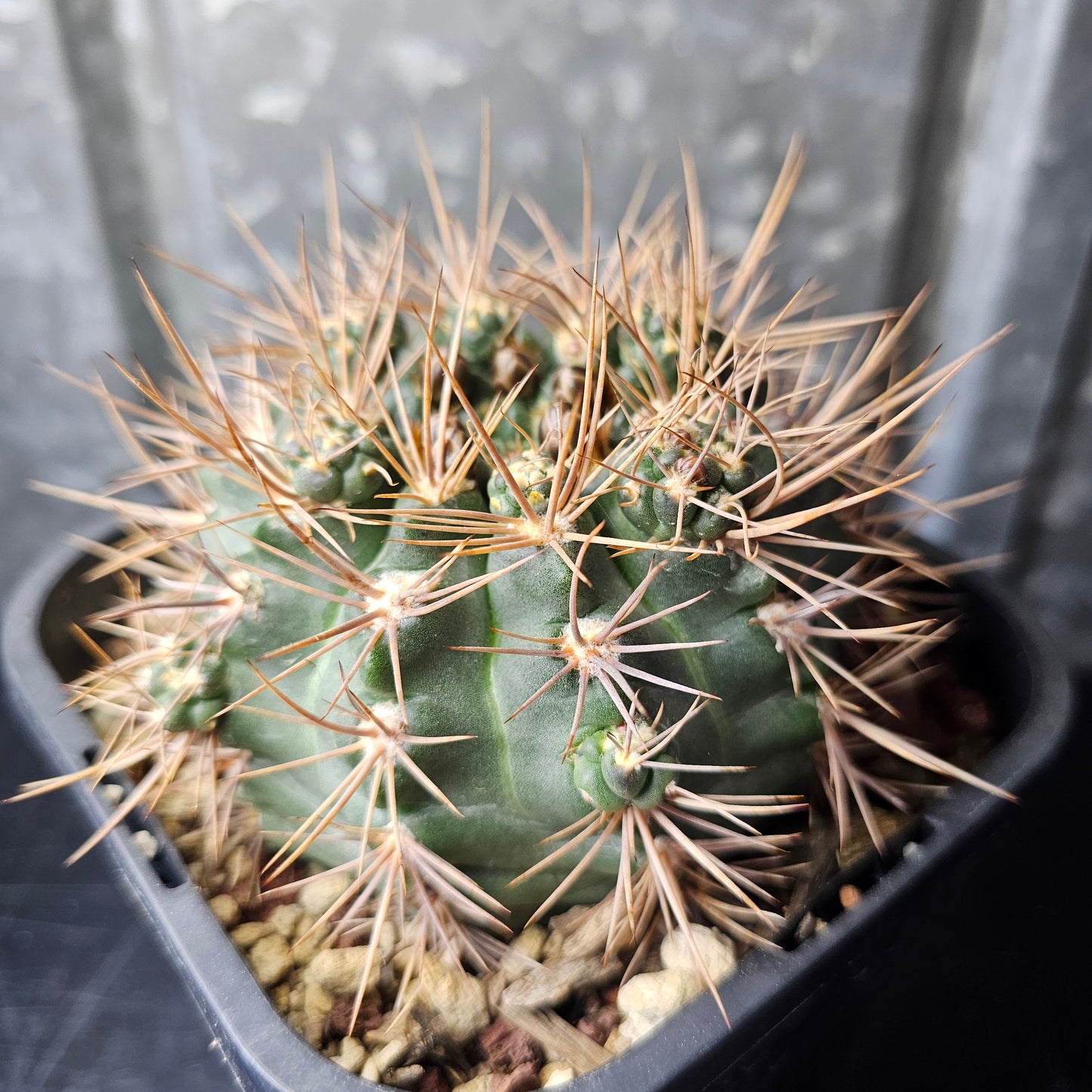 Gymnocalycium kroenleinii