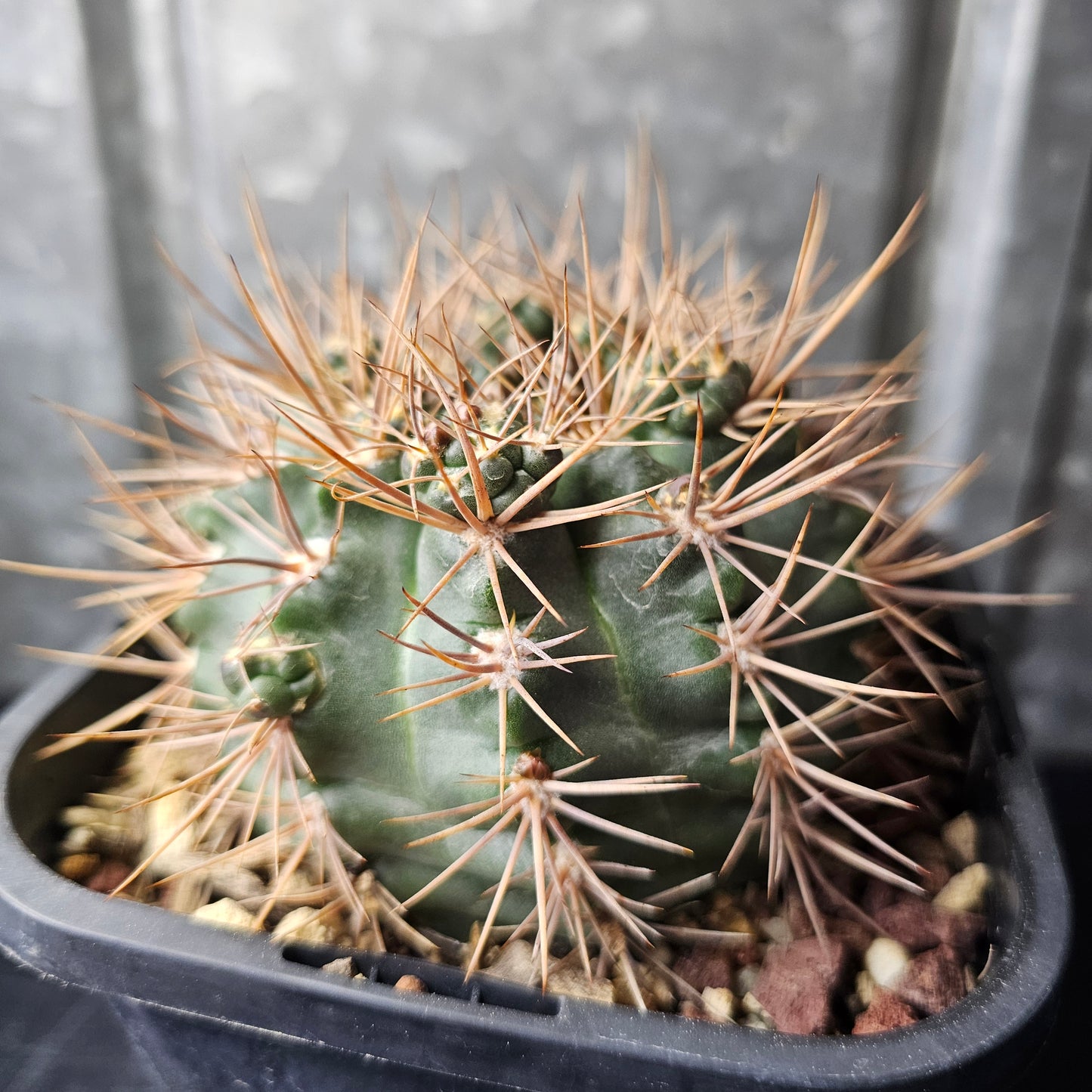 Gymnocalycium kroenleinii