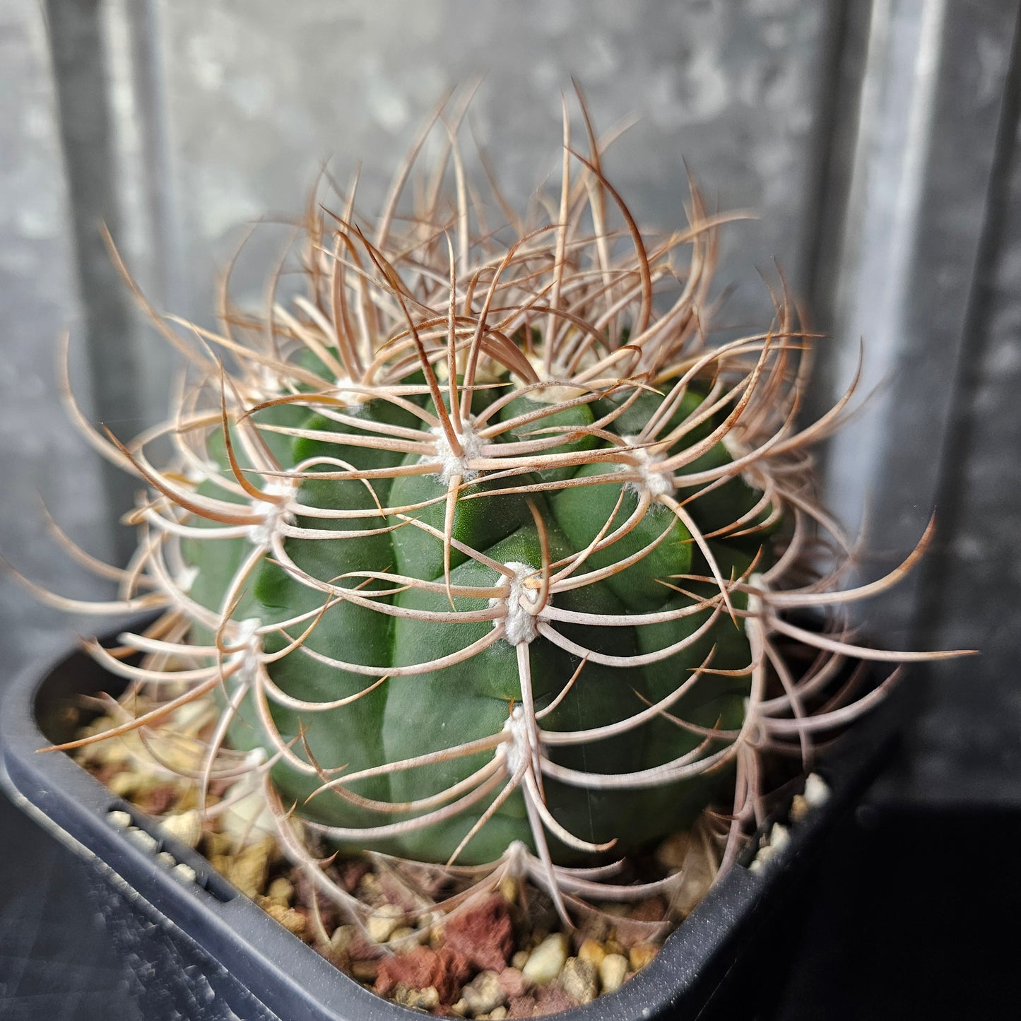 Gymnocalycium curvispinum