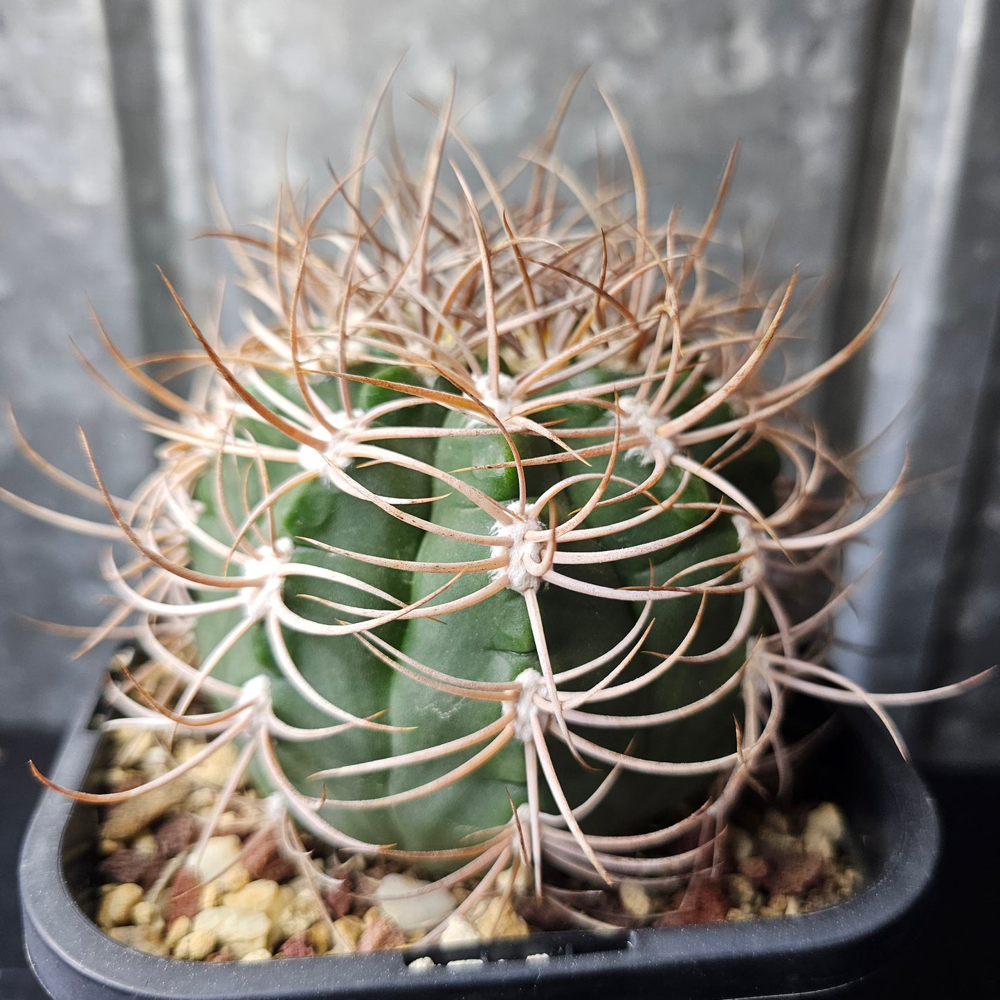 Gymnocalycium curvispinum