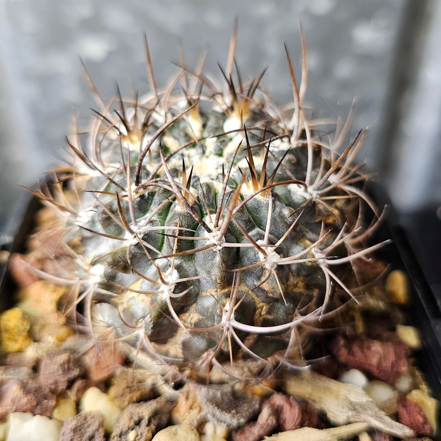 Neochilenia vanbaelii (KK68)