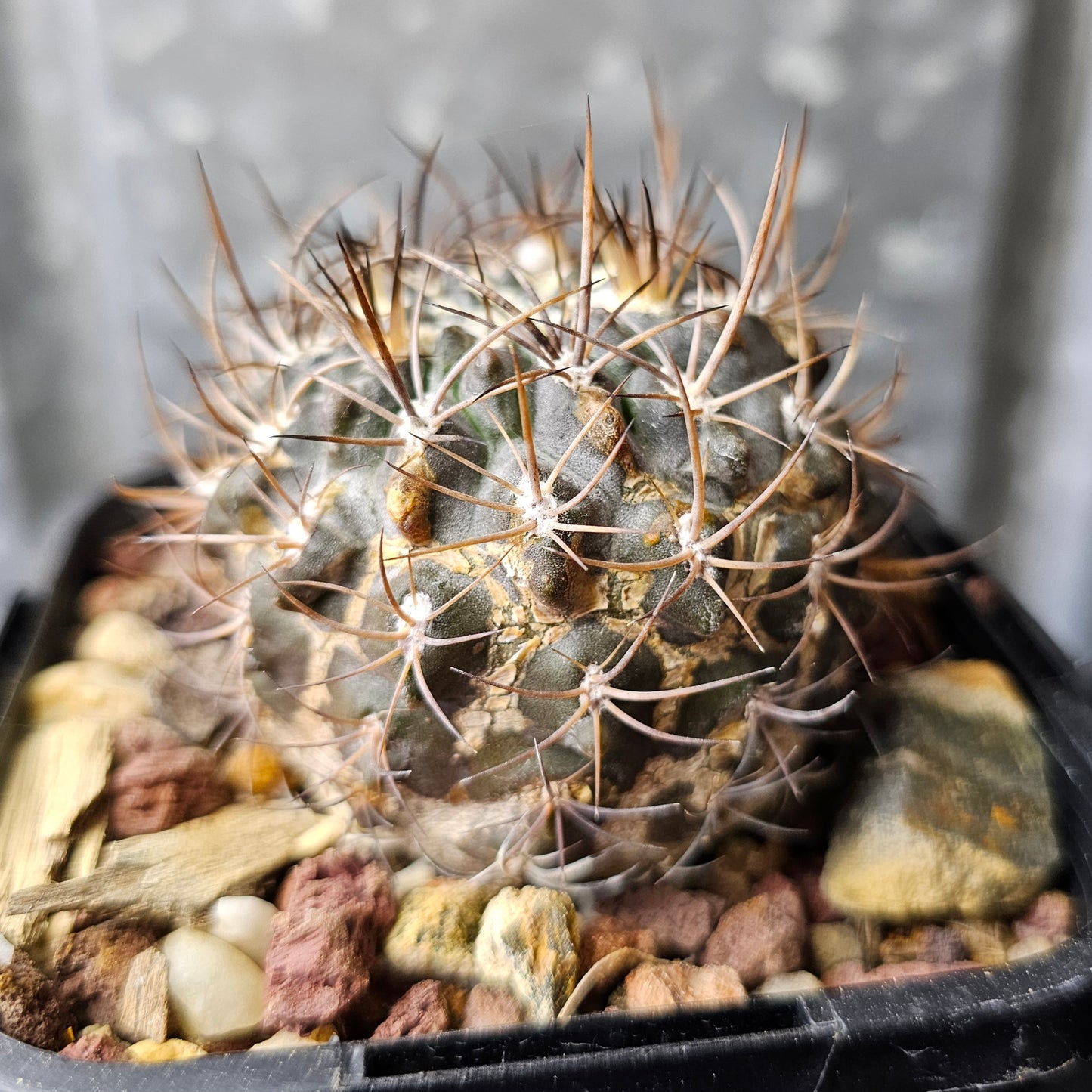 Neochilenia vanbaelii (KK68)
