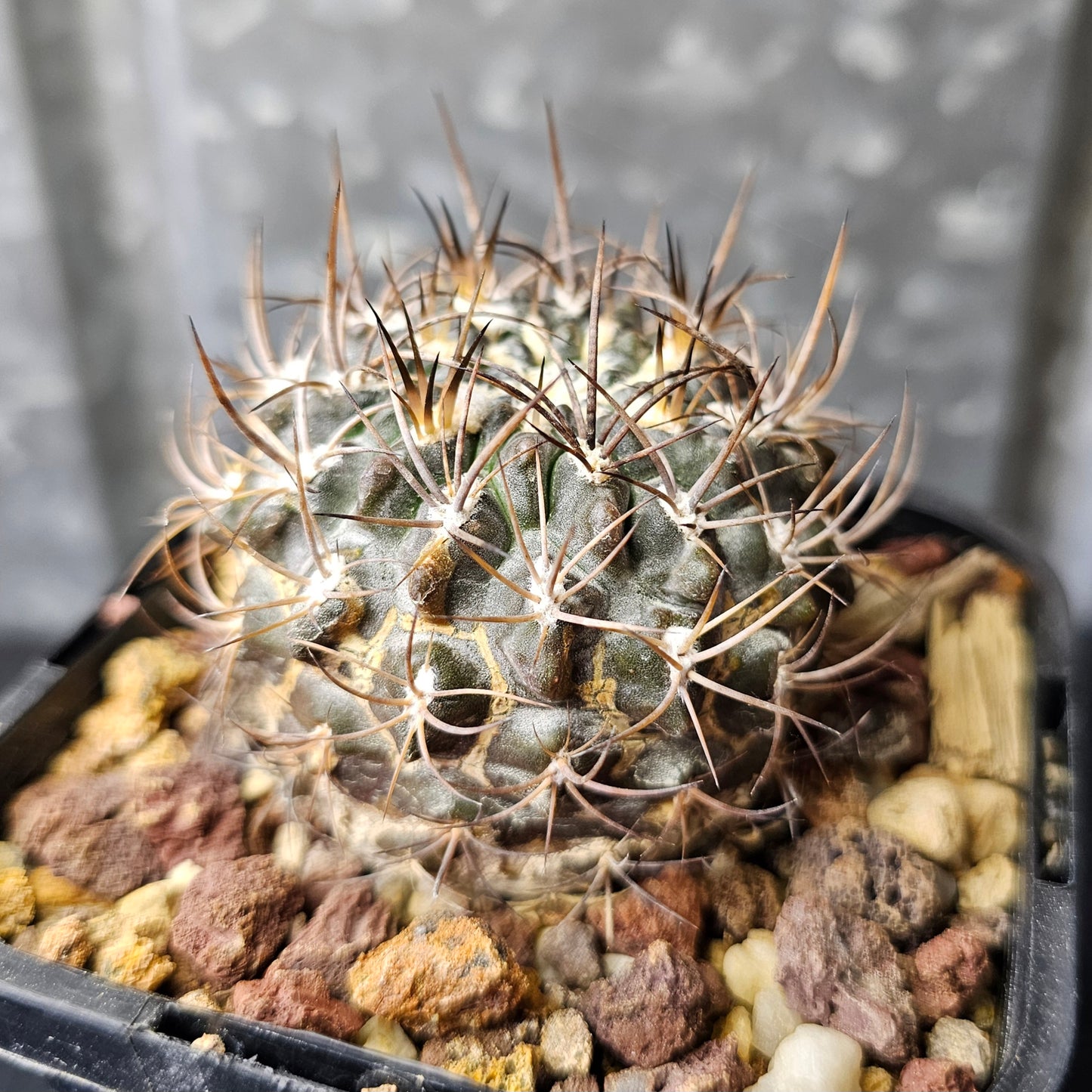 Neochilenia vanbaelii (KK68)