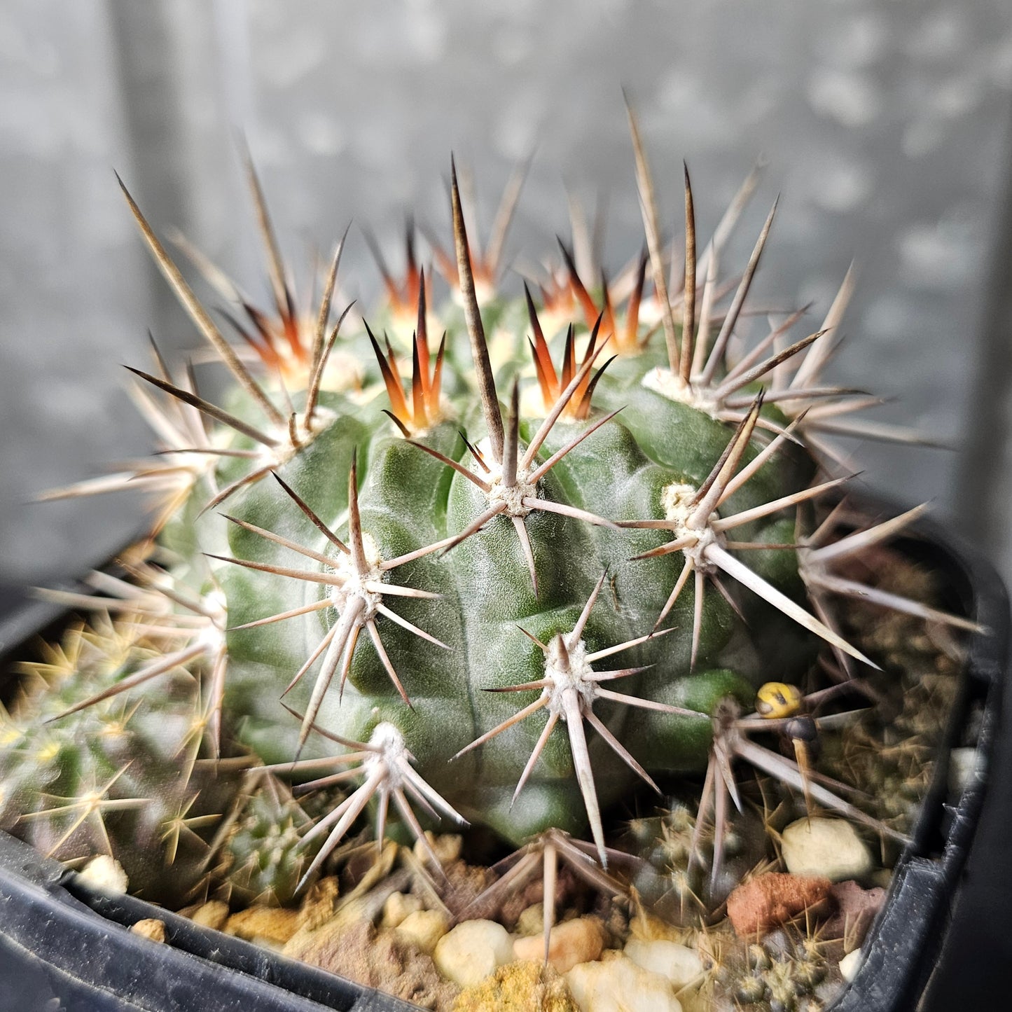 Neochilenia subikii