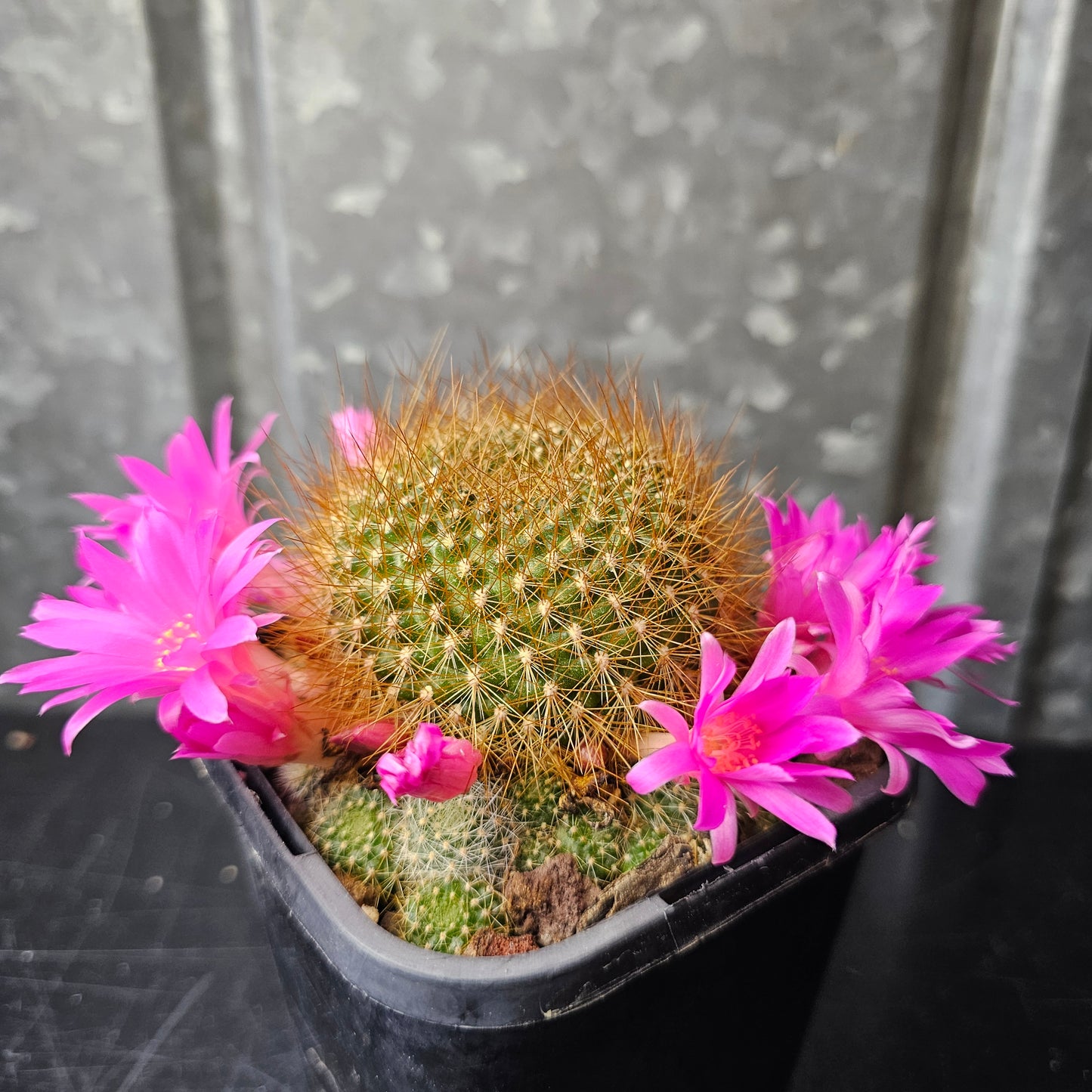 Rebutia xanthocarpa v. violaciflora