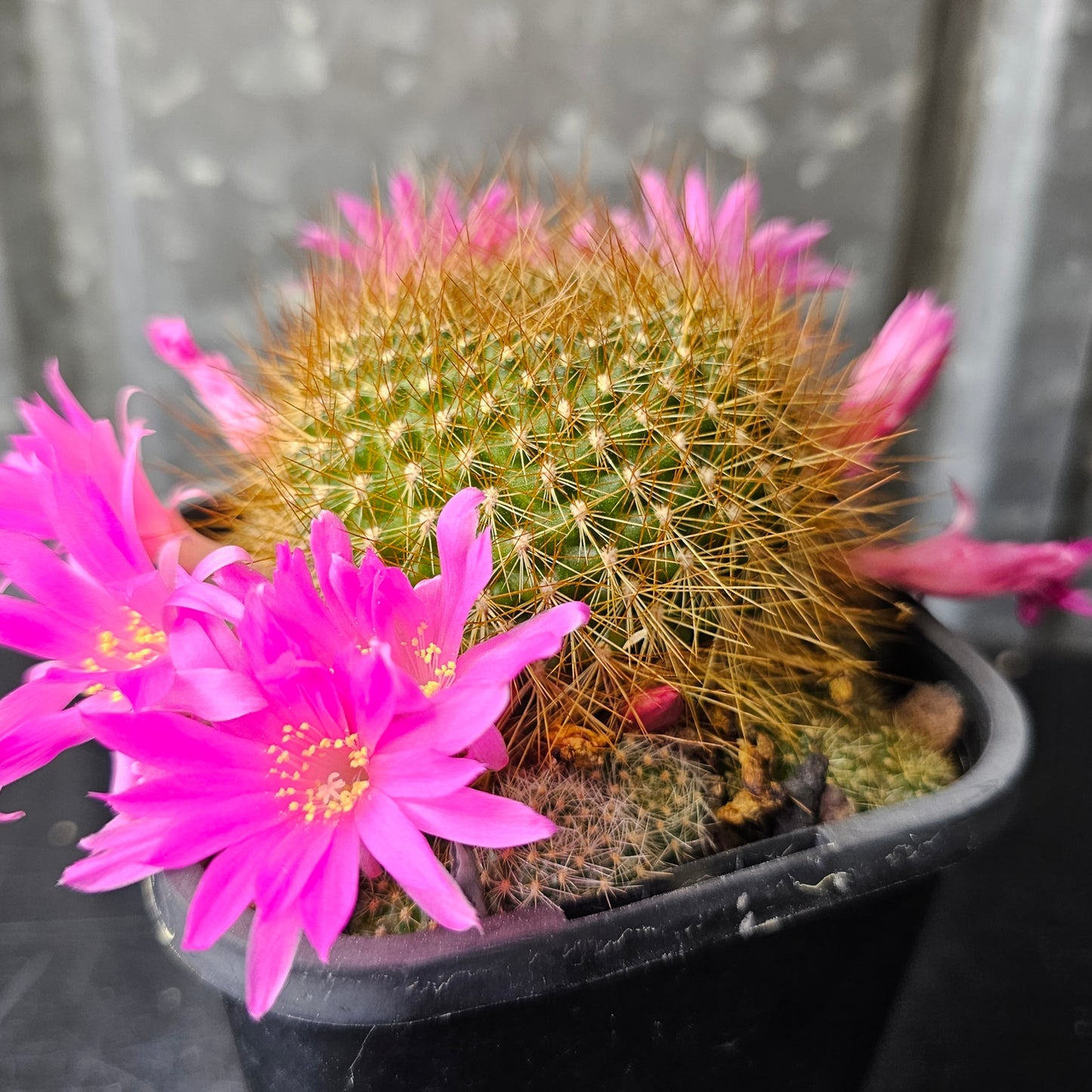 Rebutia xanthocarpa v. violaciflora
