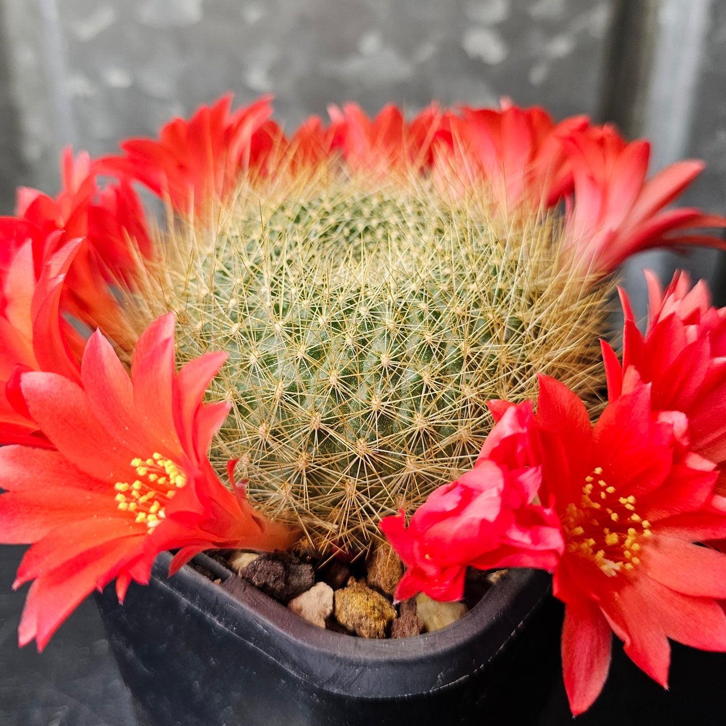 Rebutia sp.
