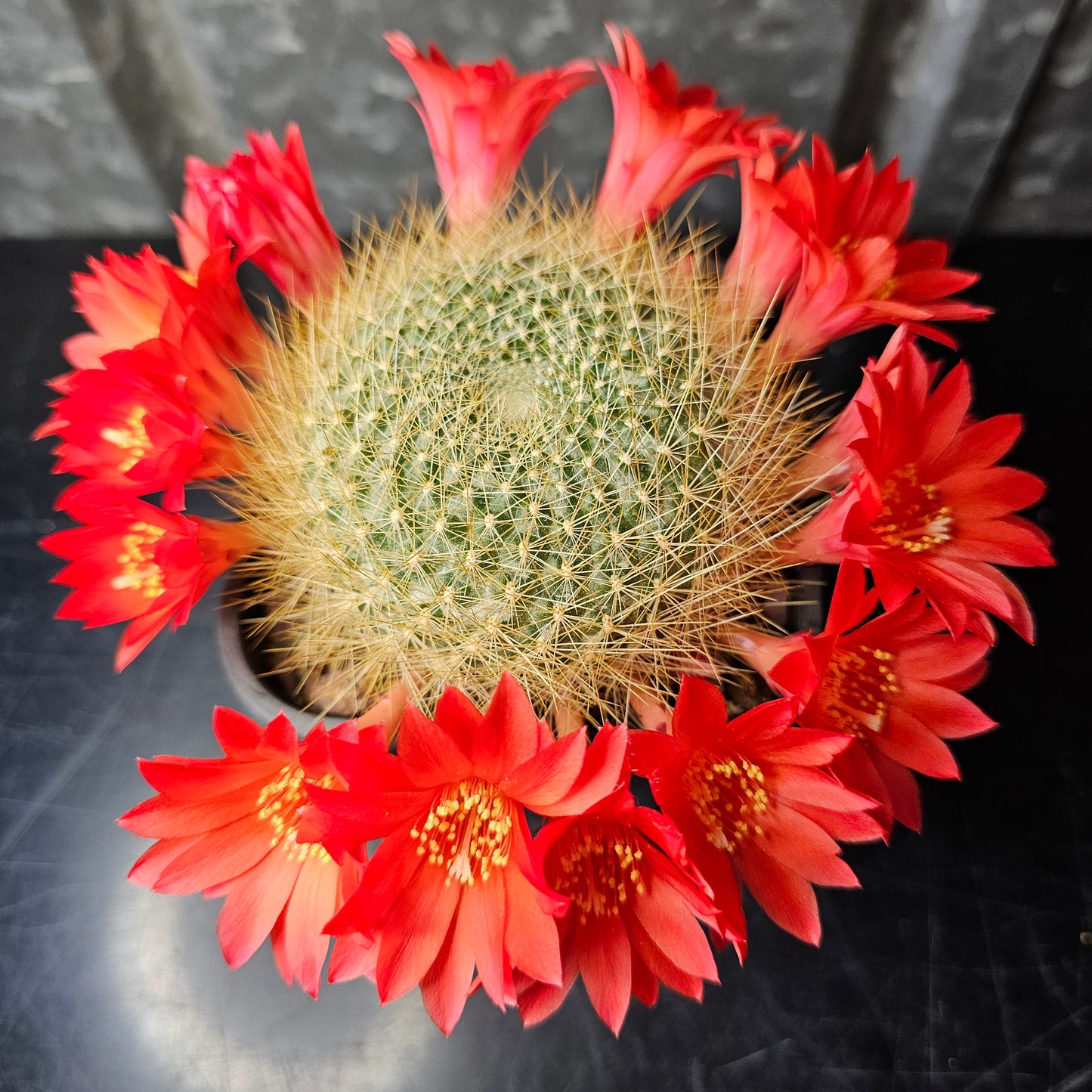 Rebutia sp.