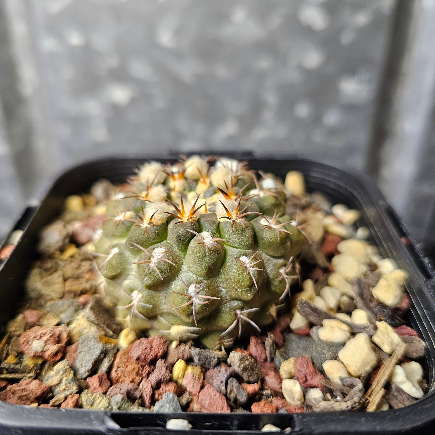 Chileorebutia carneoflora