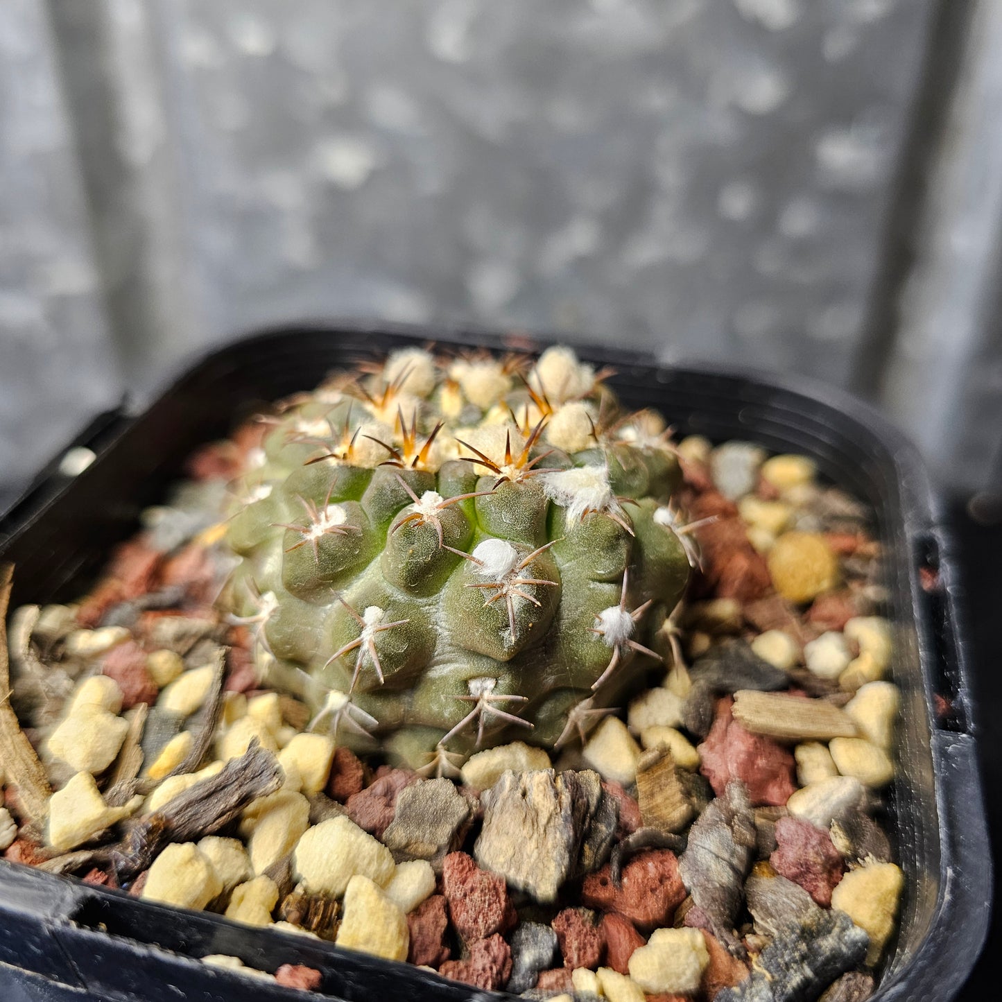 Chileorebutia carneoflora