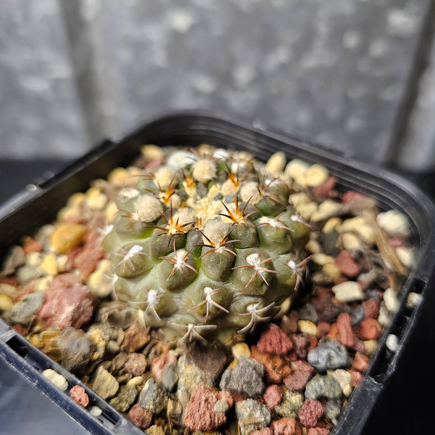 Chileorebutia carneoflora