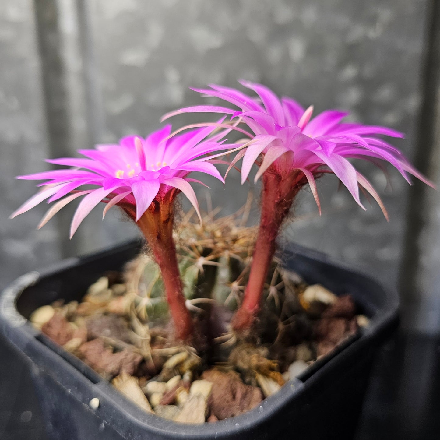 Lobivia wrightiana