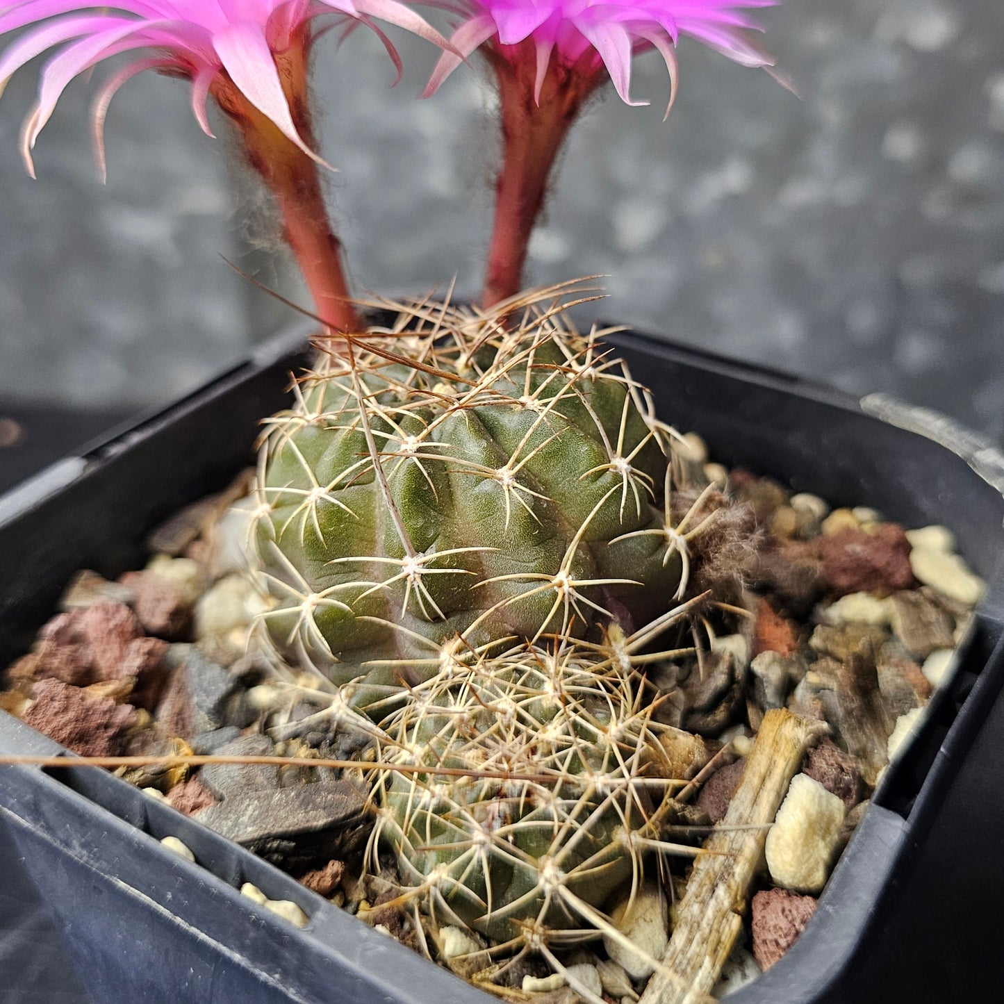 Lobivia wrightiana